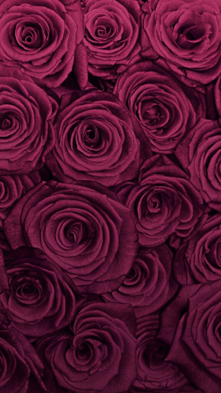 Fall Roses Wallpapers - 4k, HD Fall Roses Backgrounds on WallpaperBat