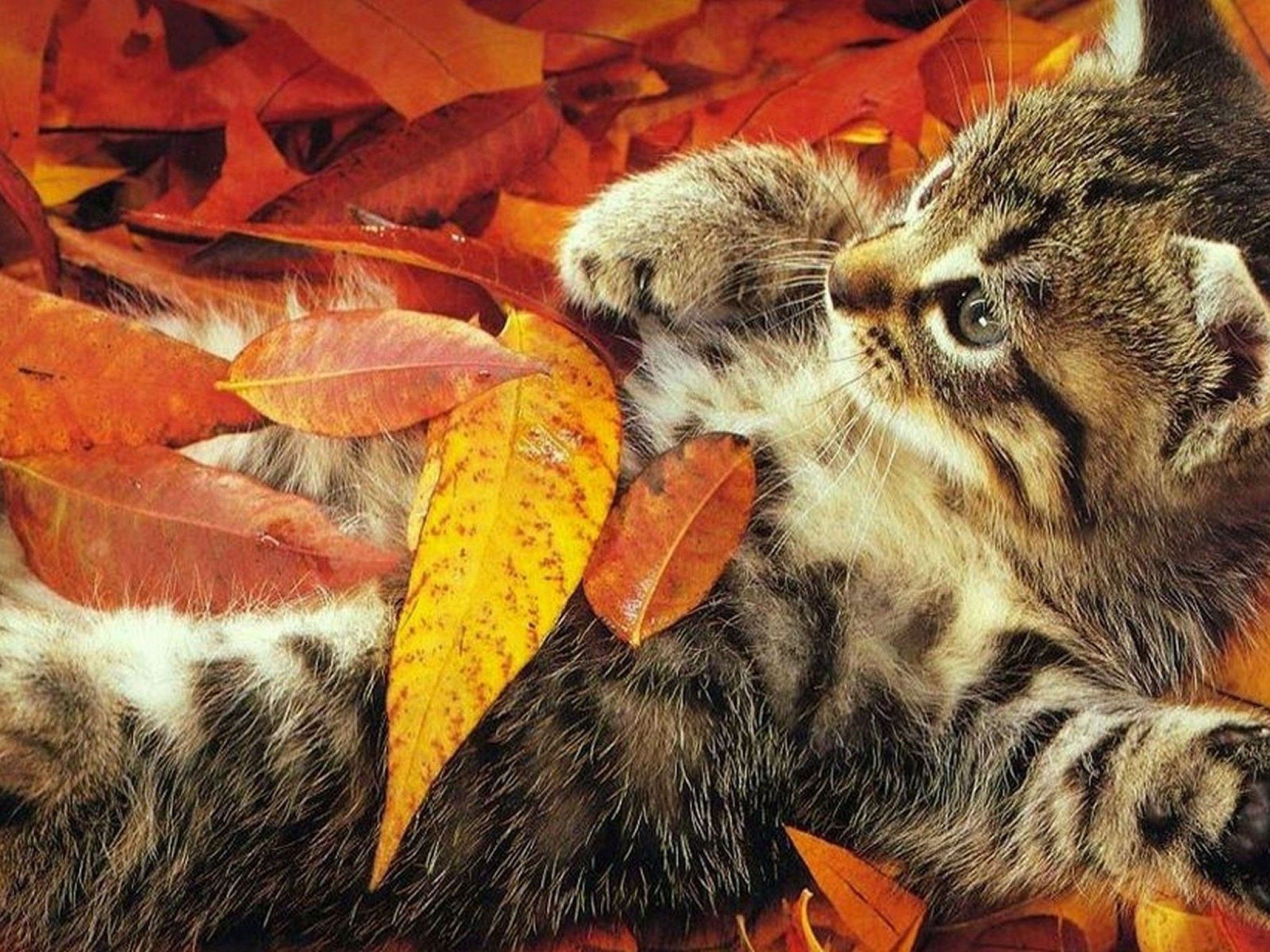 Autumn animals, Cats and kittens, Kittens cutest on WallpaperBat.