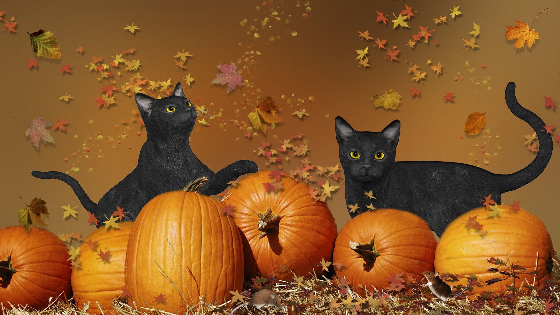 Autumn Cat Wallpapers - 4k, HD Autumn Cat Backgrounds on WallpaperBat