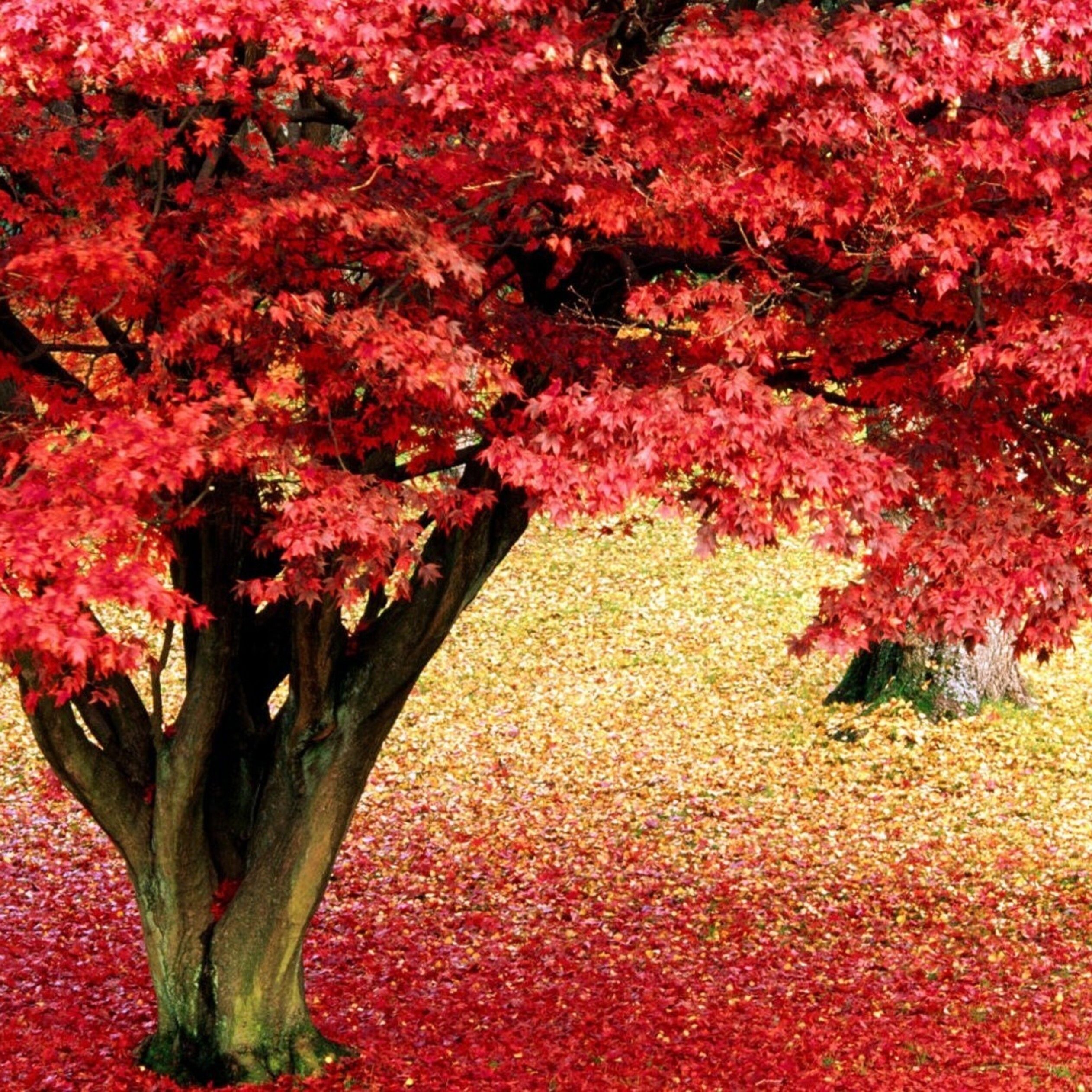 Beautiful Fall Flowers Wallpapers - 4k, HD Beautiful Fall Flowers ...