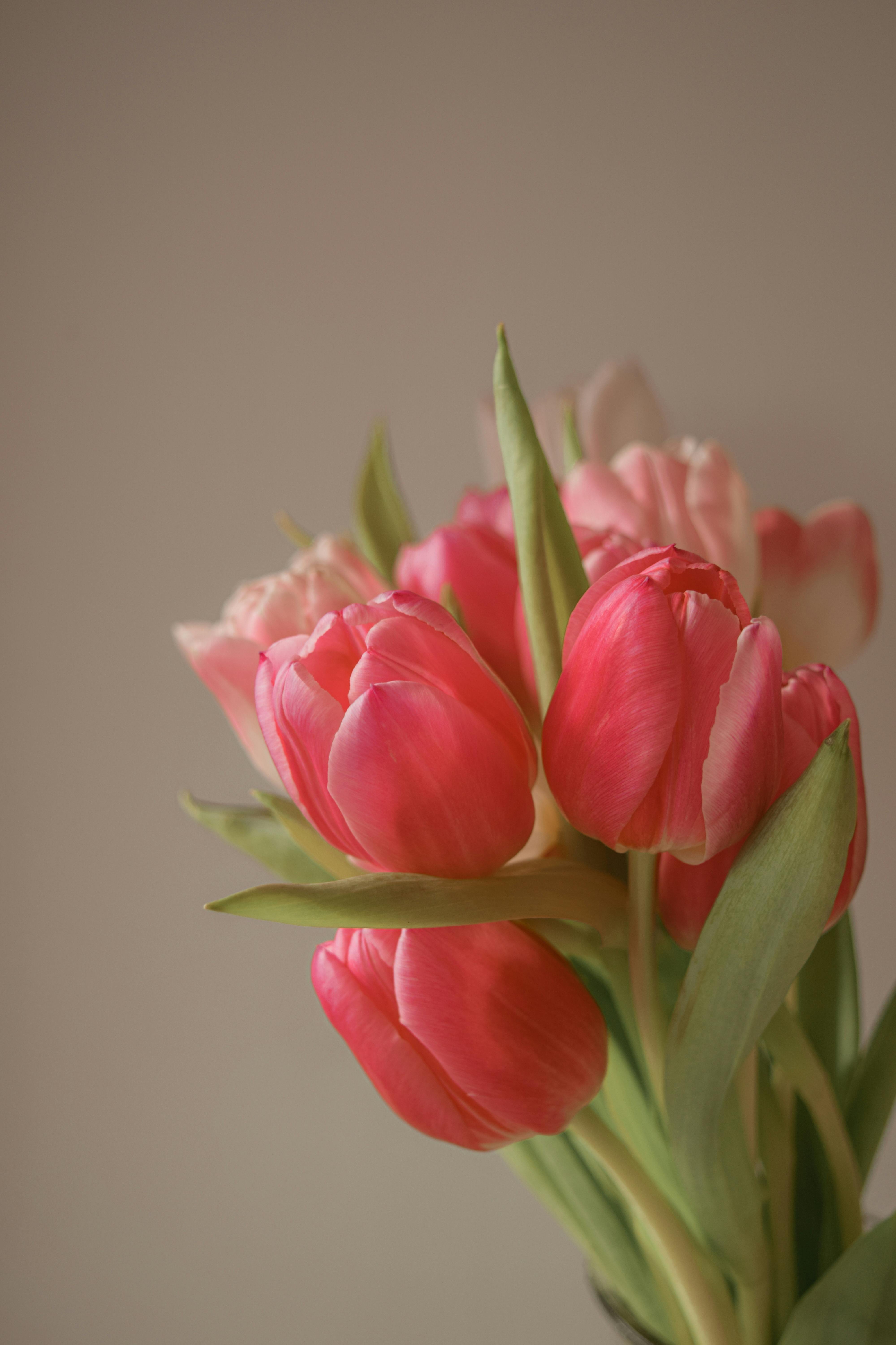 Pink Tulips Wallpapers - 4k, HD Pink Tulips Backgrounds on WallpaperBat