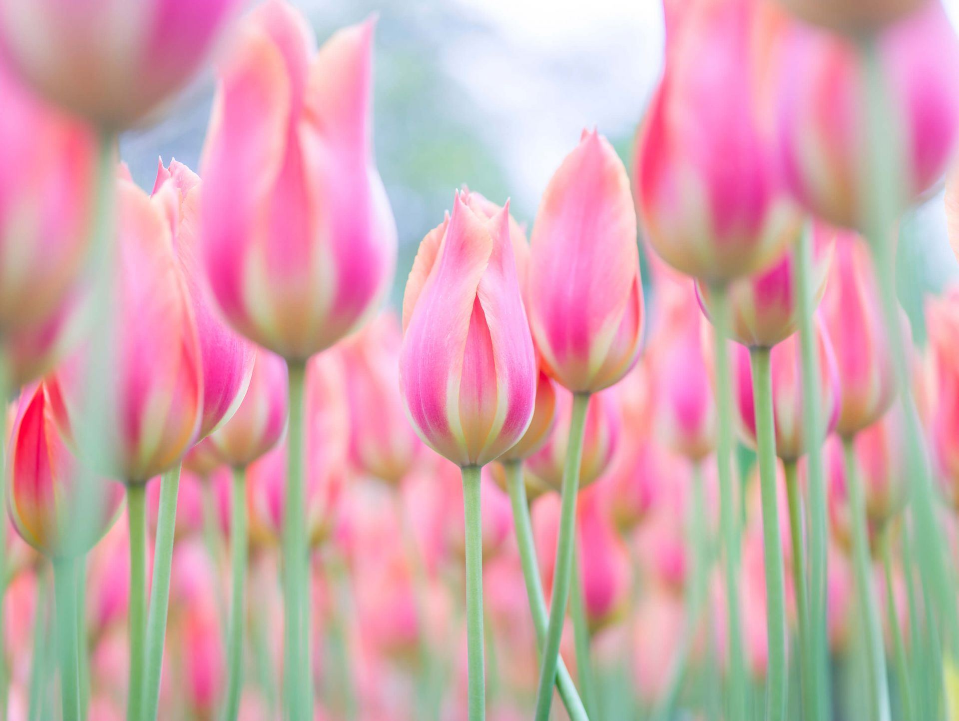 Pink Tulips Wallpapers - 4k, HD Pink Tulips Backgrounds on WallpaperBat