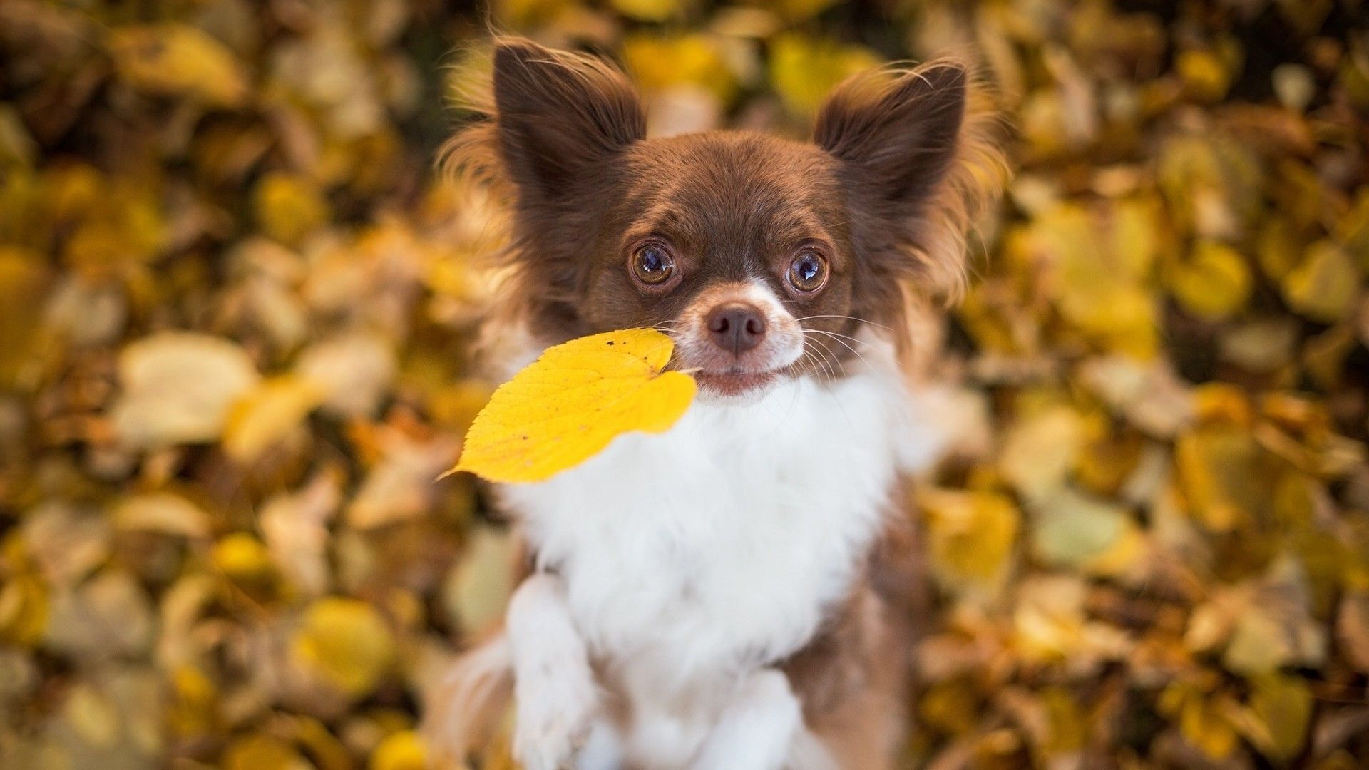 Chihuahua Desktop Wallpapers - 4k, HD Chihuahua Desktop Backgrounds on WallpaperBat