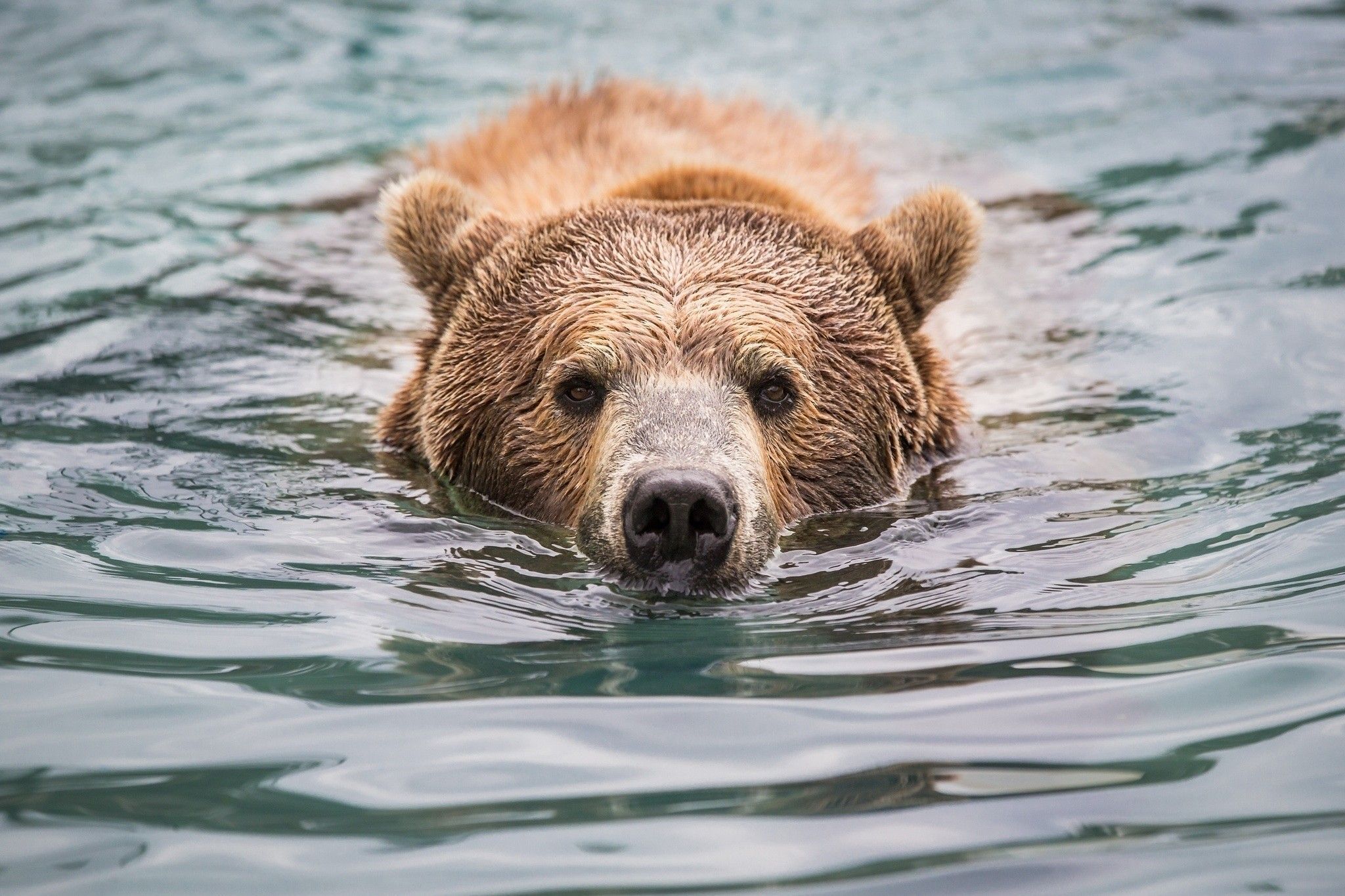bear-face-wallpapers-4k-hd-bear-face-backgrounds-on-wallpaperbat