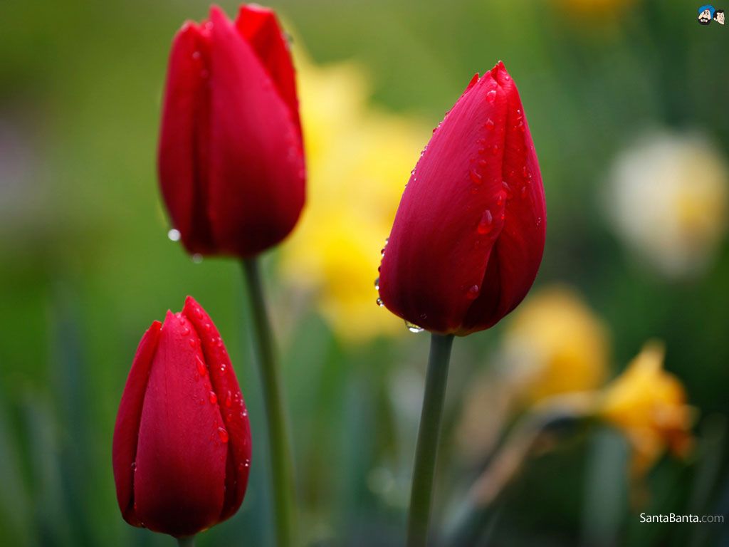 Tulips Wallpapers - 4k, HD Tulips Backgrounds on WallpaperBat