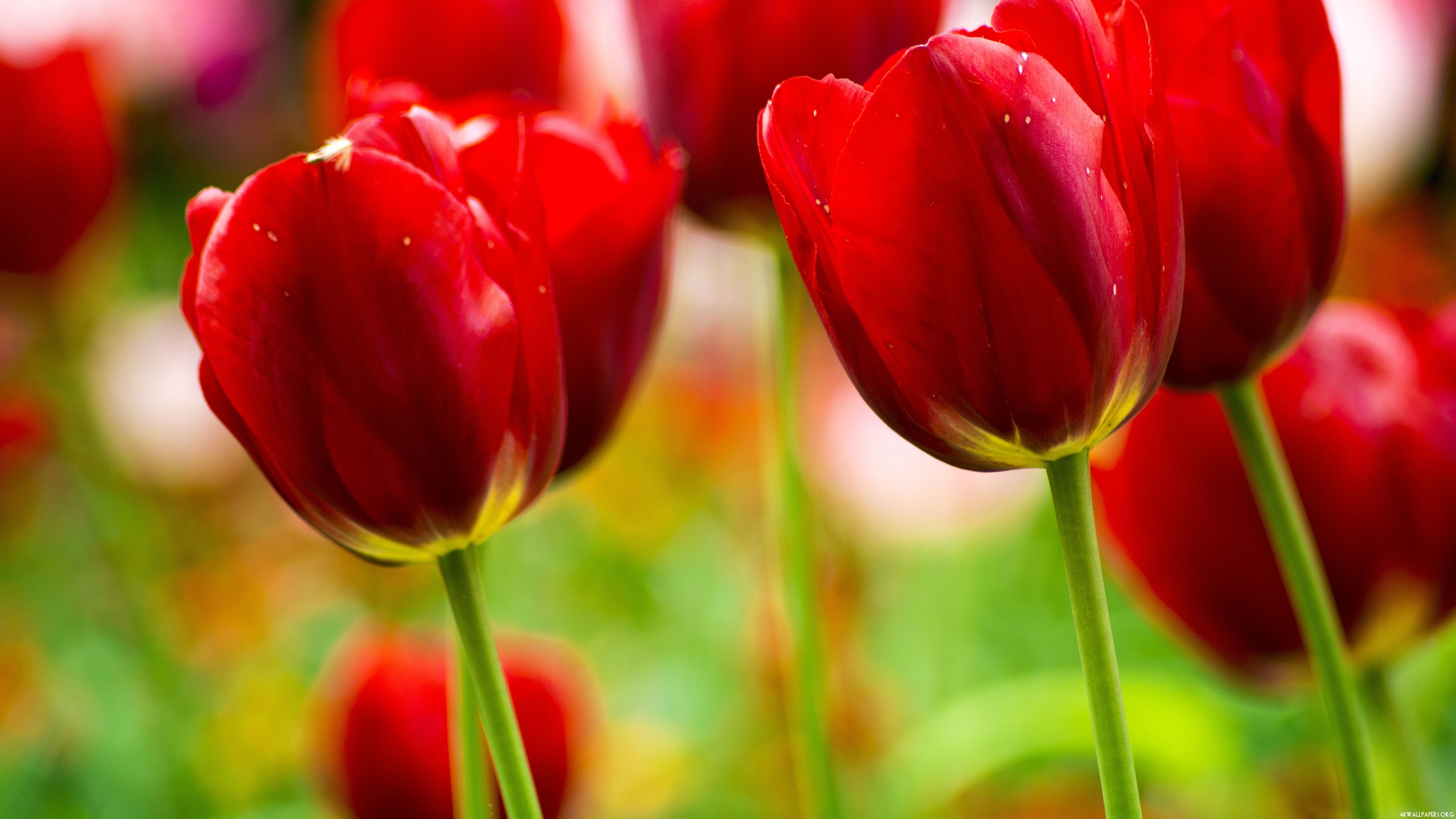 Tulips Wallpapers - 4k, HD Tulips Backgrounds on WallpaperBat