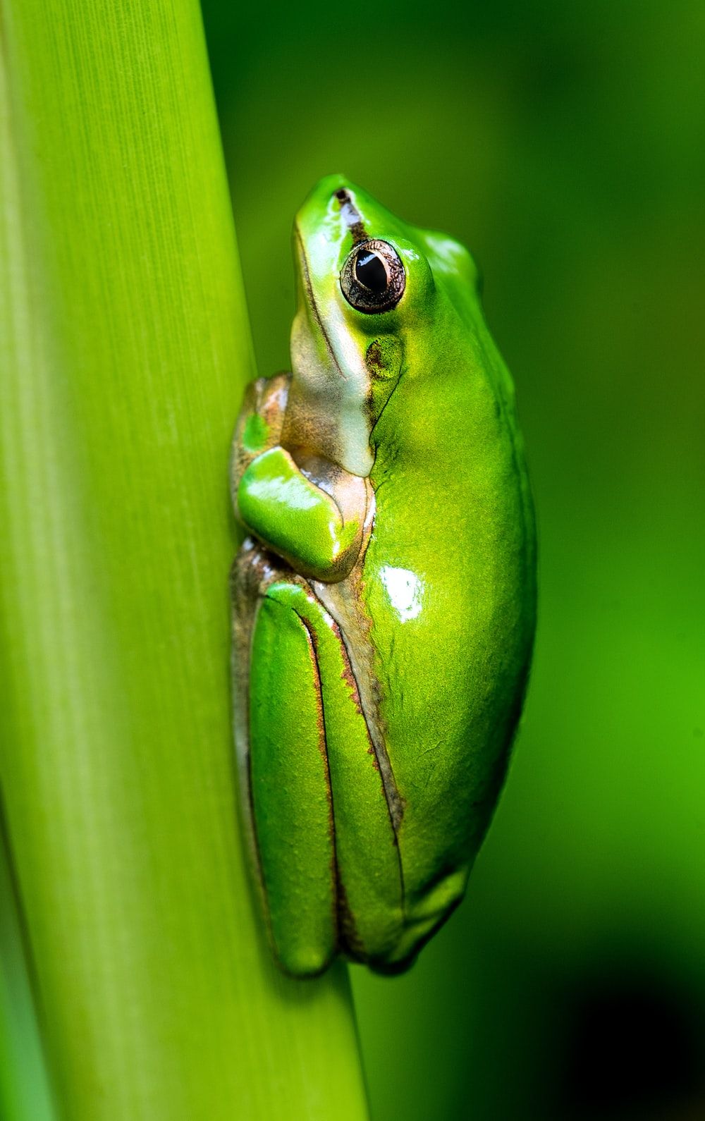 Tree Frog Wallpapers - 4k, HD Tree Frog Backgrounds on WallpaperBat