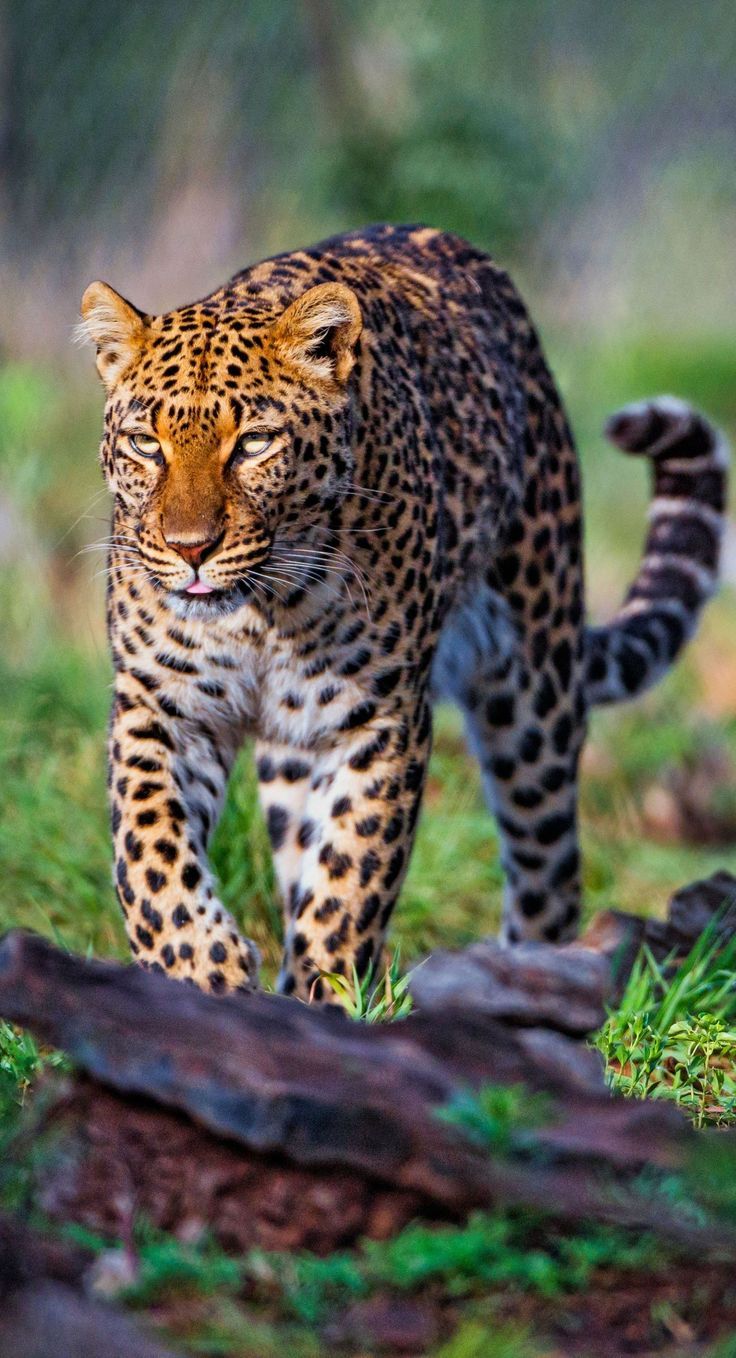 Wildlife iPhone Wallpapers - 4k, HD Wildlife iPhone Backgrounds on