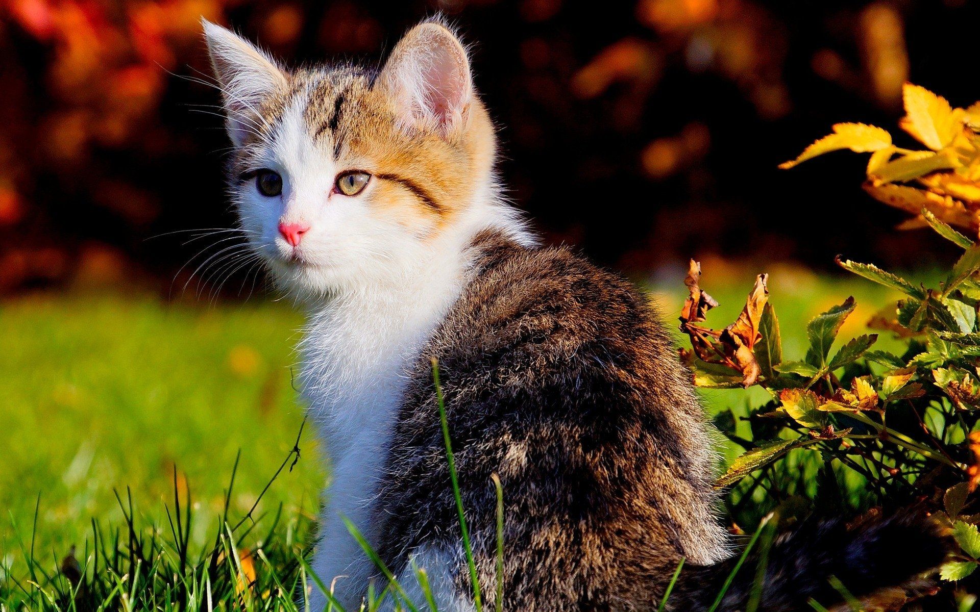Картинки котят