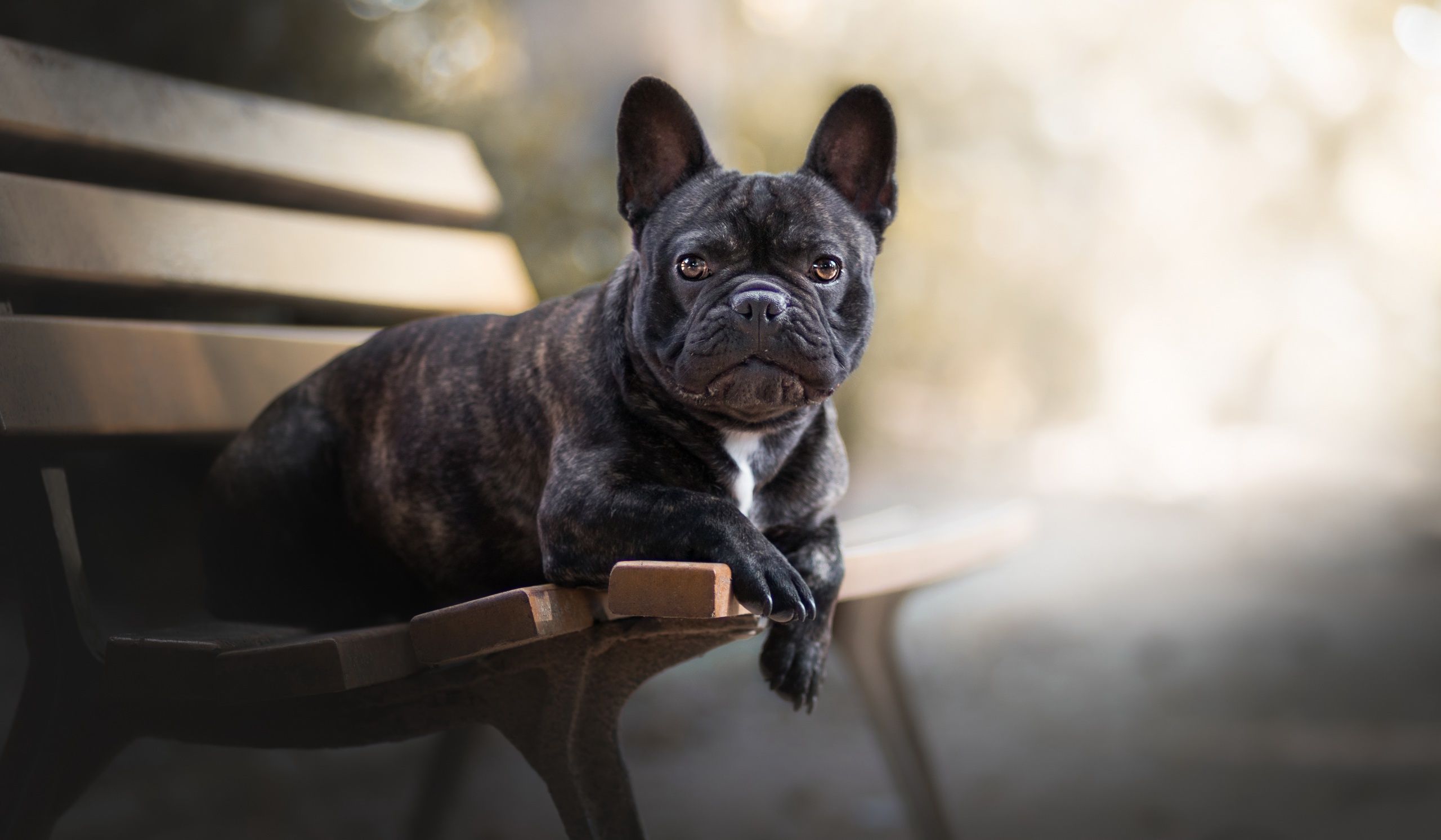 Frenchie Wallpapers - 4k, HD Frenchie Backgrounds on WallpaperBat