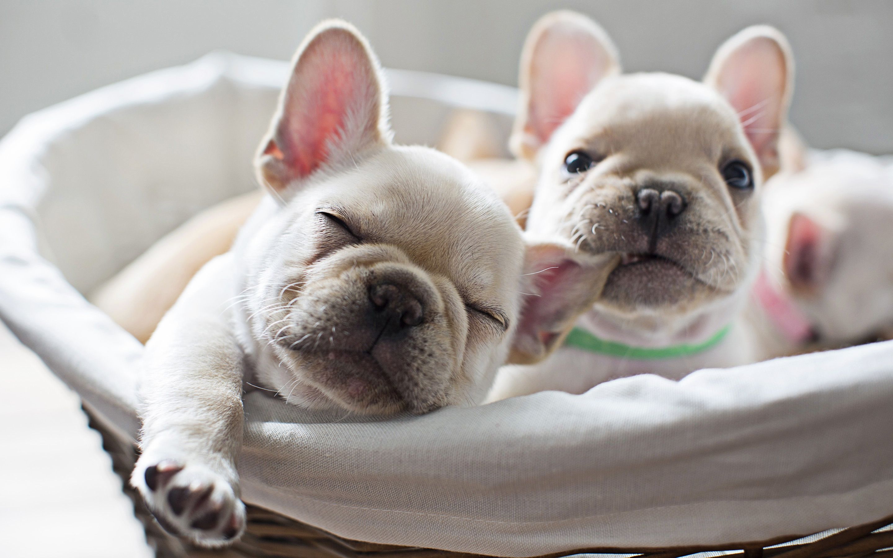 Frenchie Wallpapers - 4k, HD Frenchie Backgrounds on WallpaperBat