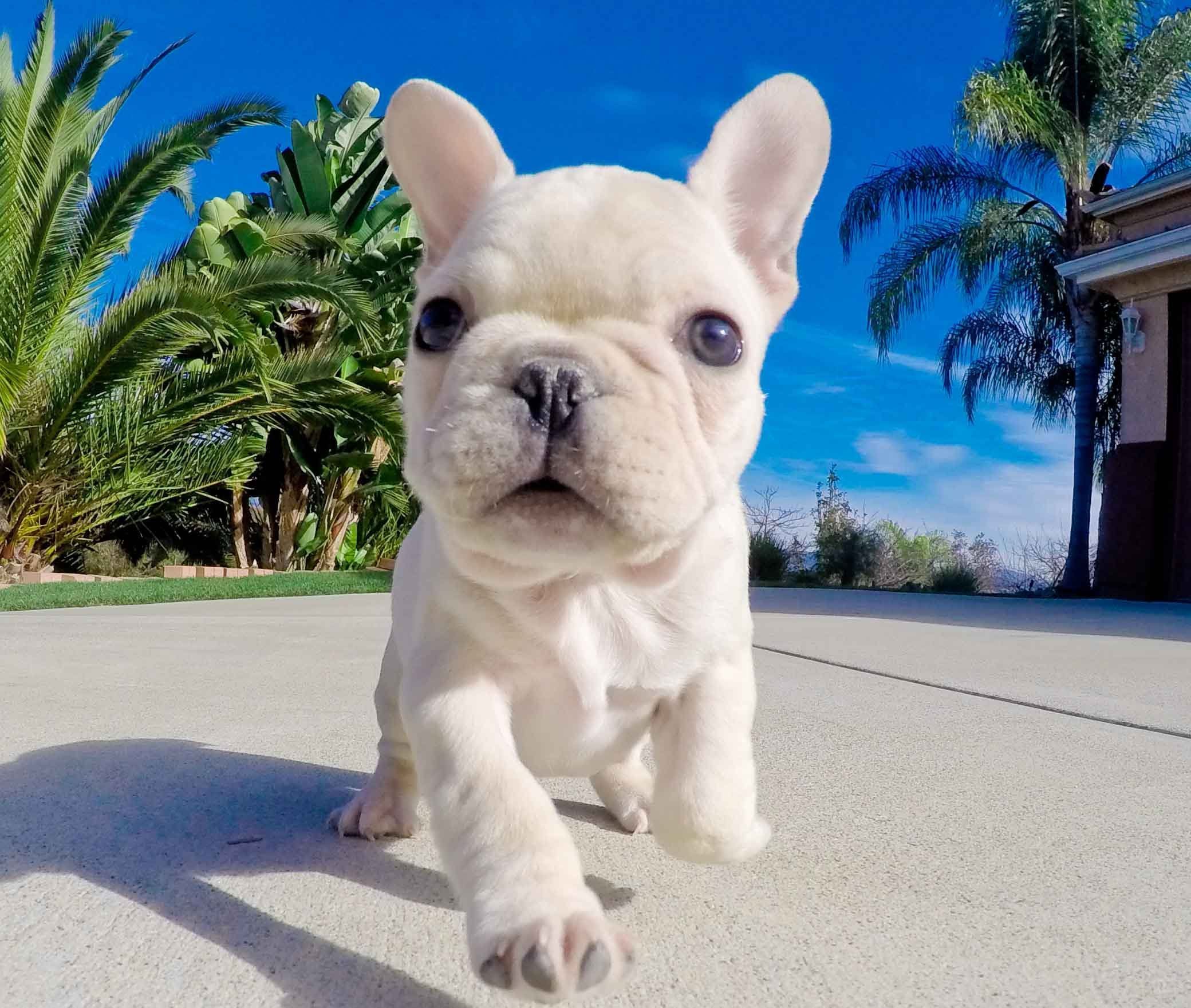 Frenchie Wallpapers - 4k, HD Frenchie Backgrounds on WallpaperBat