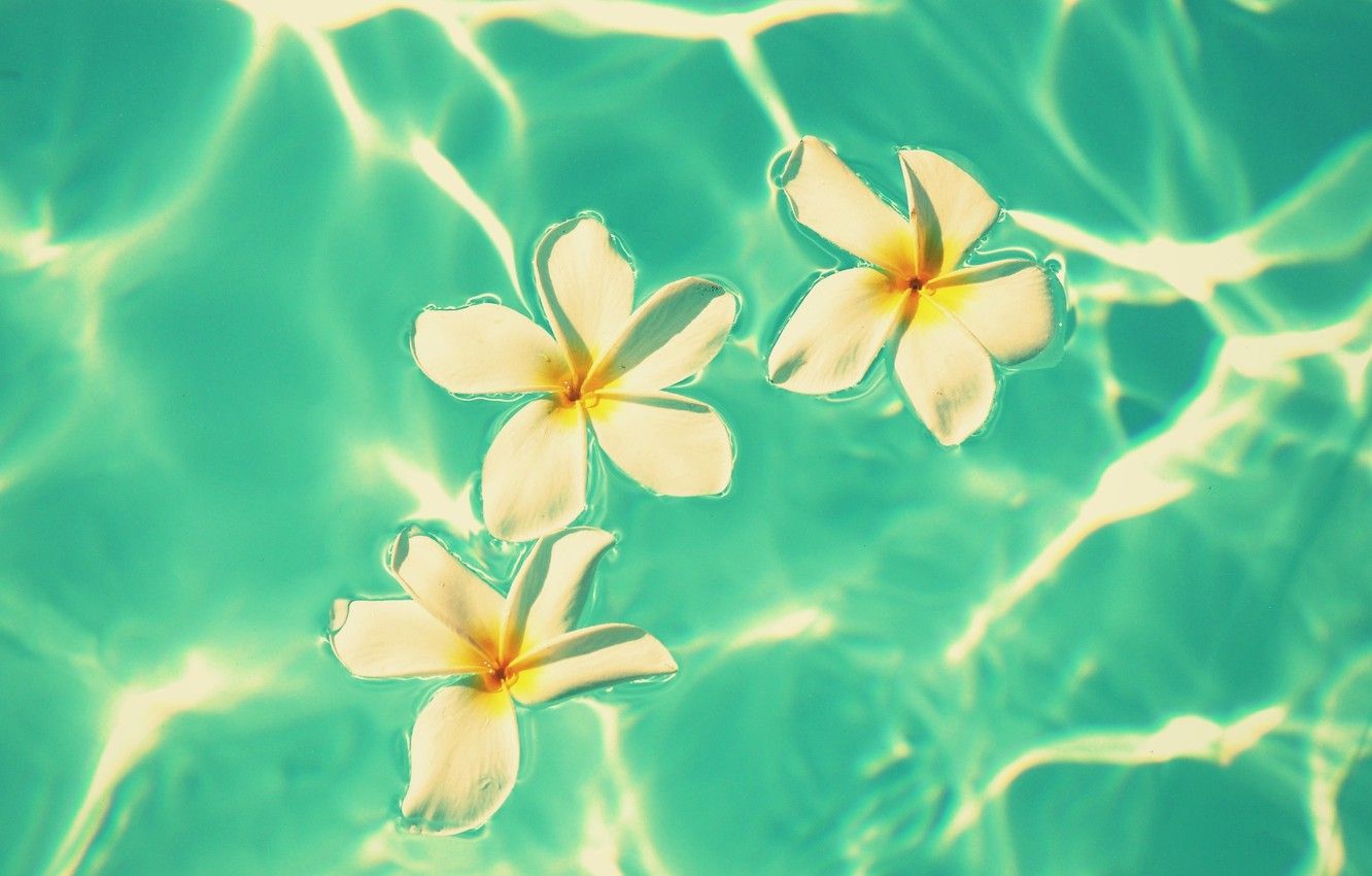 Water and Flowers Desktop Wallpapers - 4k, HD Water and Flowers Desktop ...