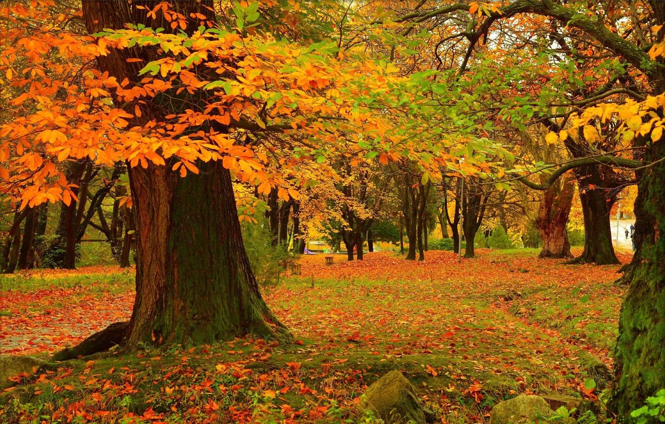 Autumn Trees Wallpapers - 4k, HD Autumn Trees Backgrounds on WallpaperBat