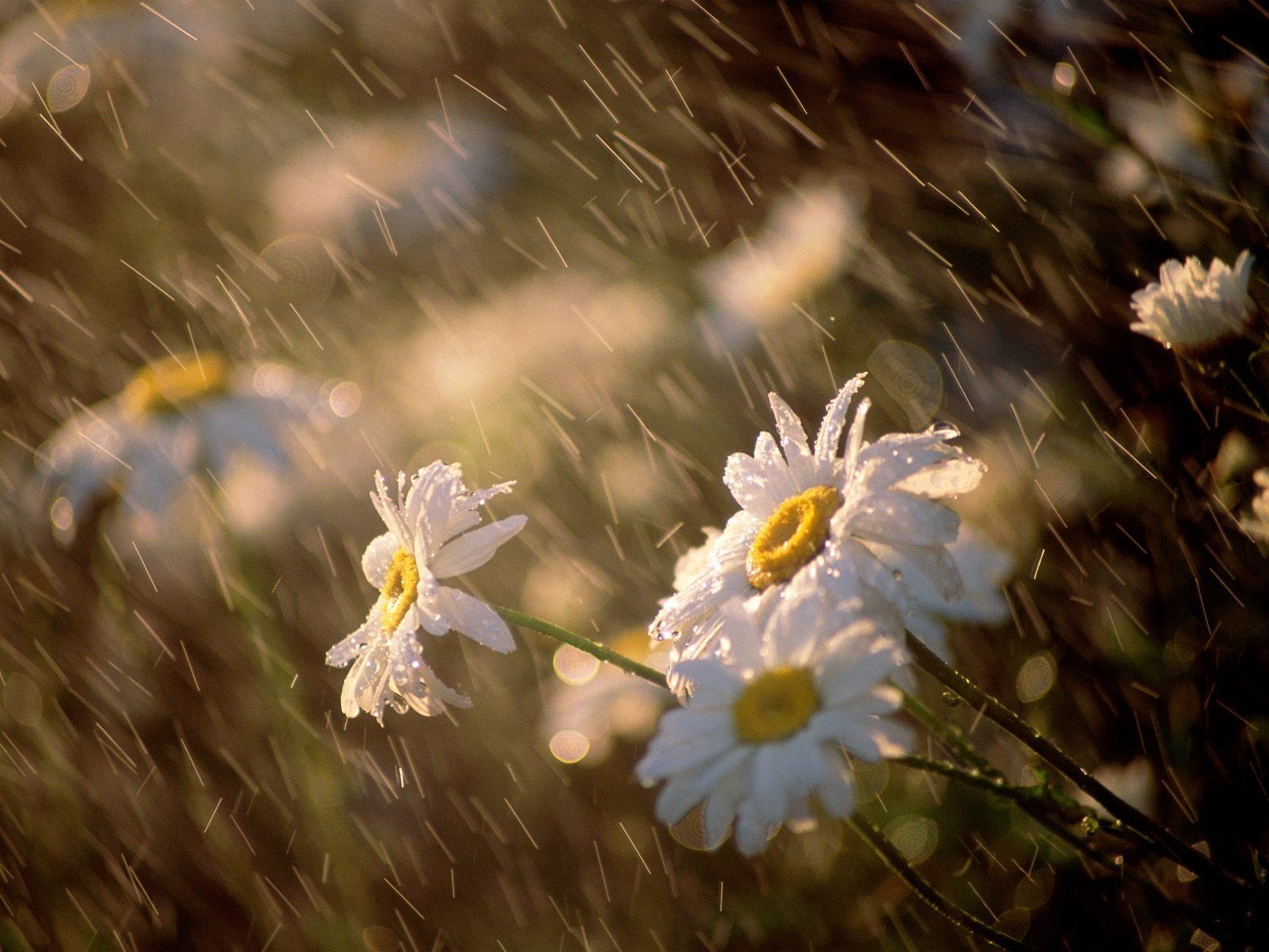 Rain Most Beautiful Flower Wallpapers - 4k, HD Rain Most Beautiful