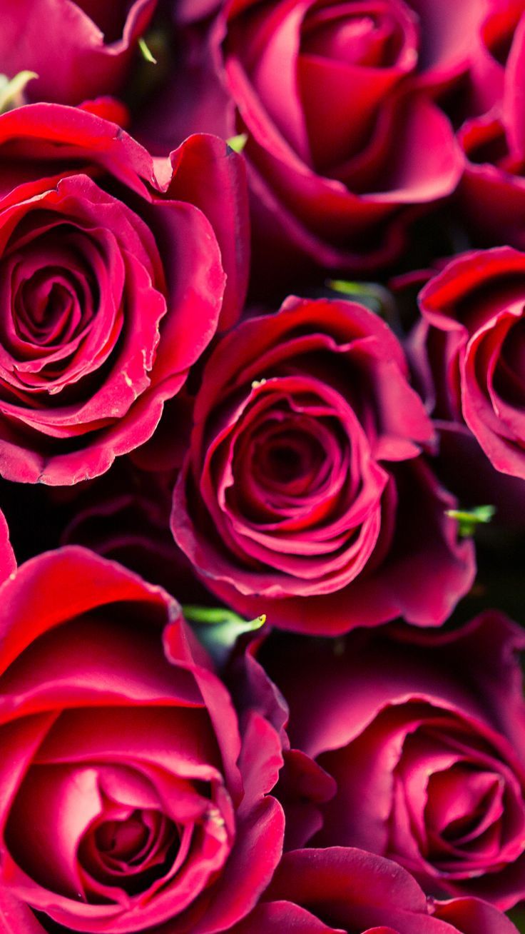 Flower Valentine Wallpapers - 4k, HD Flower Valentine Backgrounds on ...