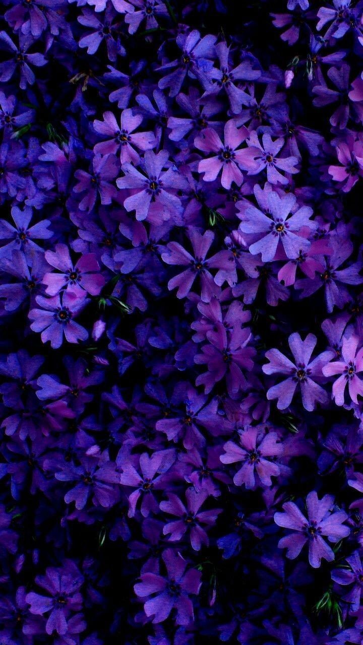 720x1280 PURPLE FLOWERS BEAUTIFUL BACKGROUND | Purple wallpaper, Flower wallpaper, Purple  flowers Wallpaper