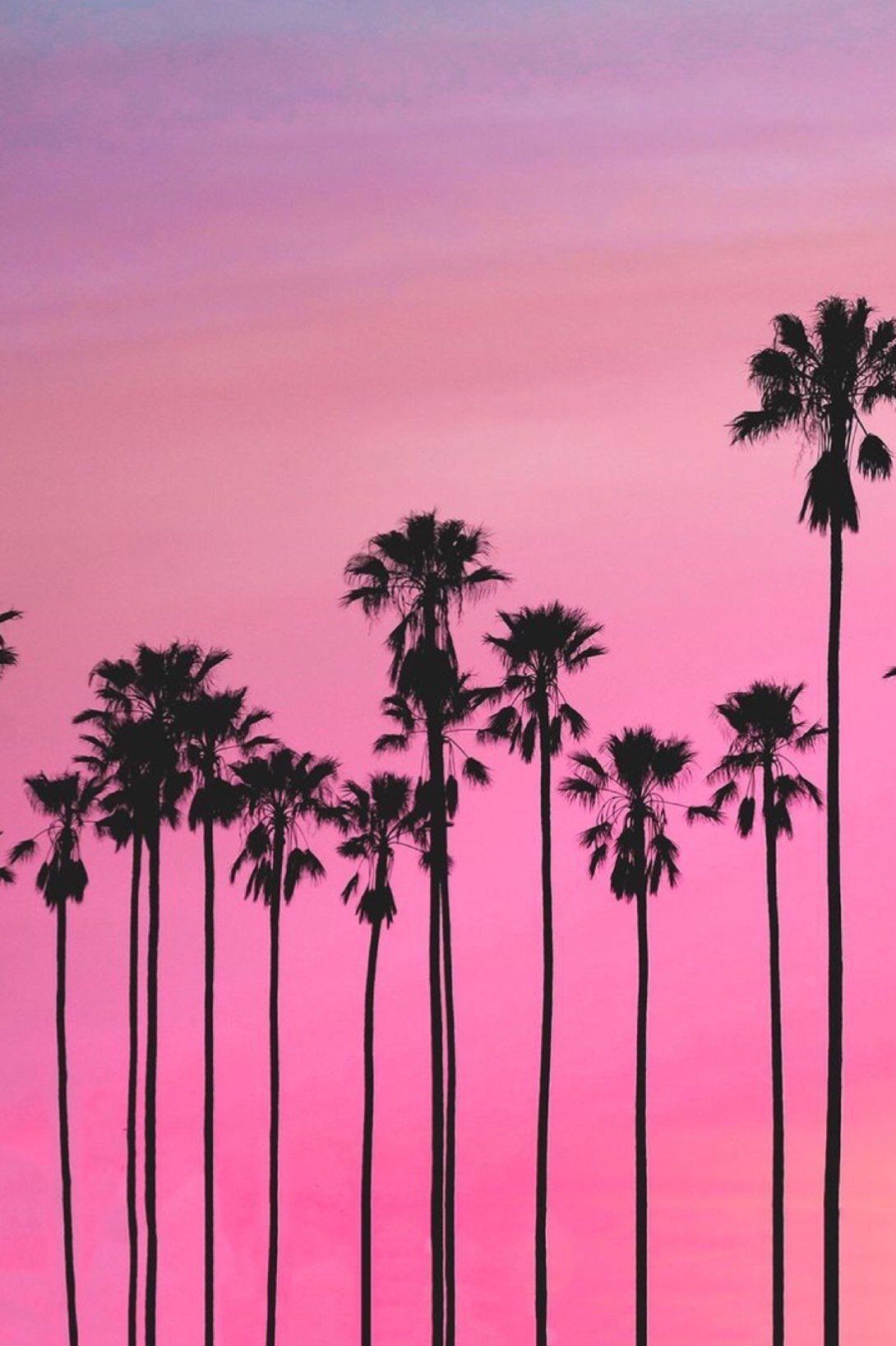 Pink Palm Tree Phone Wallpapers 4k Hd Pink Palm Tree Phone Backgrounds On Wallpaperbat 0182