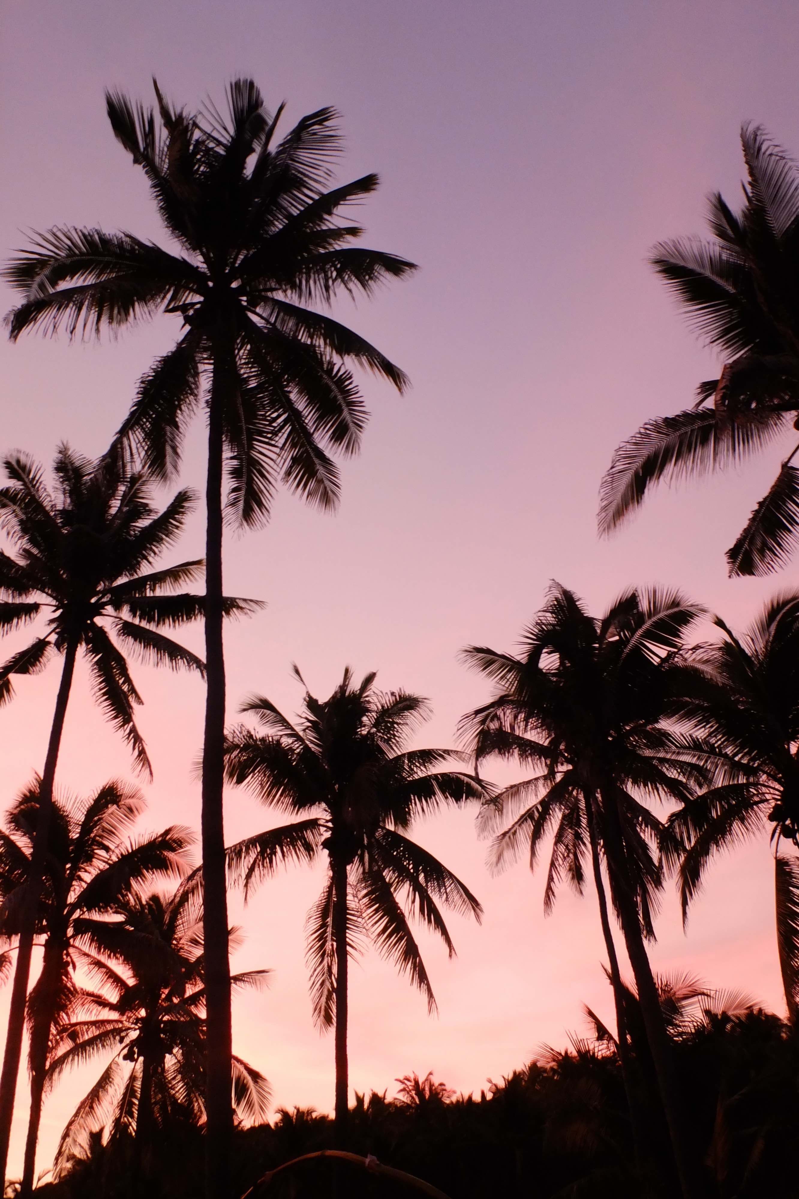 Pink Palm Tree Phone Wallpapers - 4k, HD Pink Palm Tree Phone ...