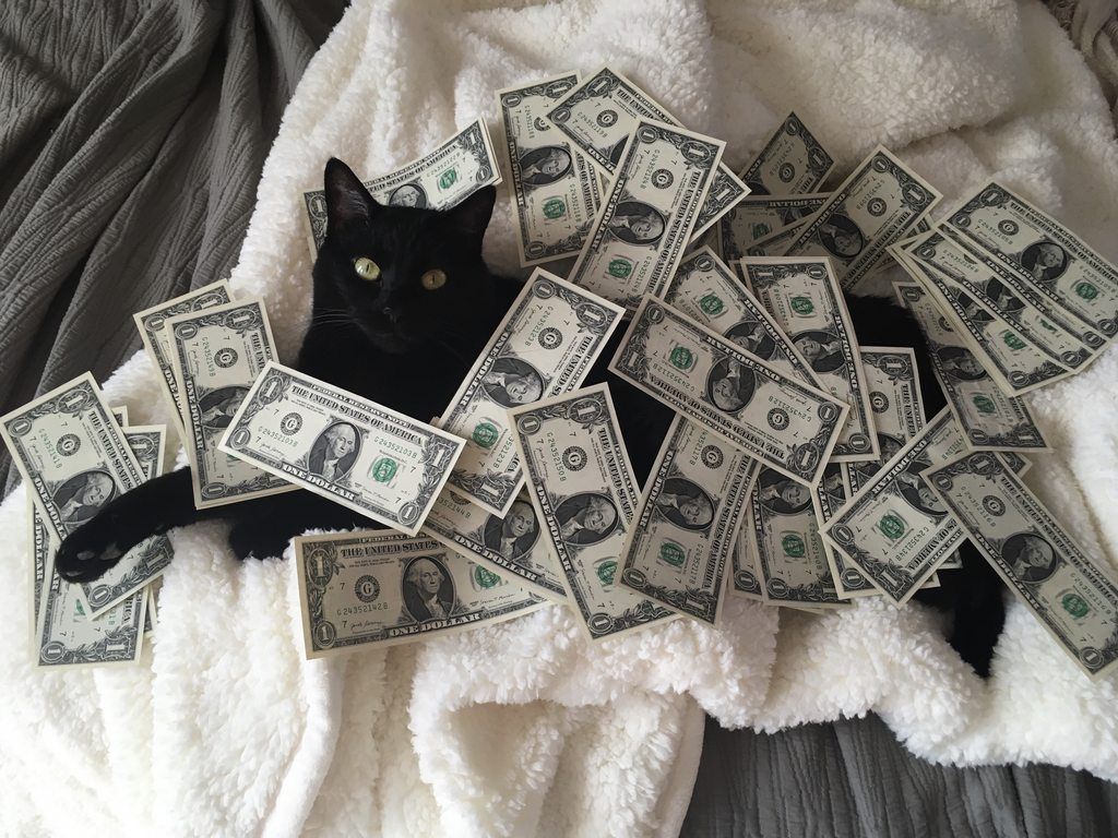 Money Cat Wallpapers - 4k, HD Money Cat Backgrounds on WallpaperBat