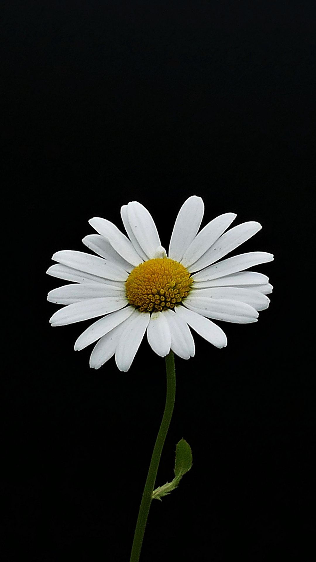 Black Daisy Flower Wallpapers - 4k, HD Black Daisy Flower Backgrounds on WallpaperBat