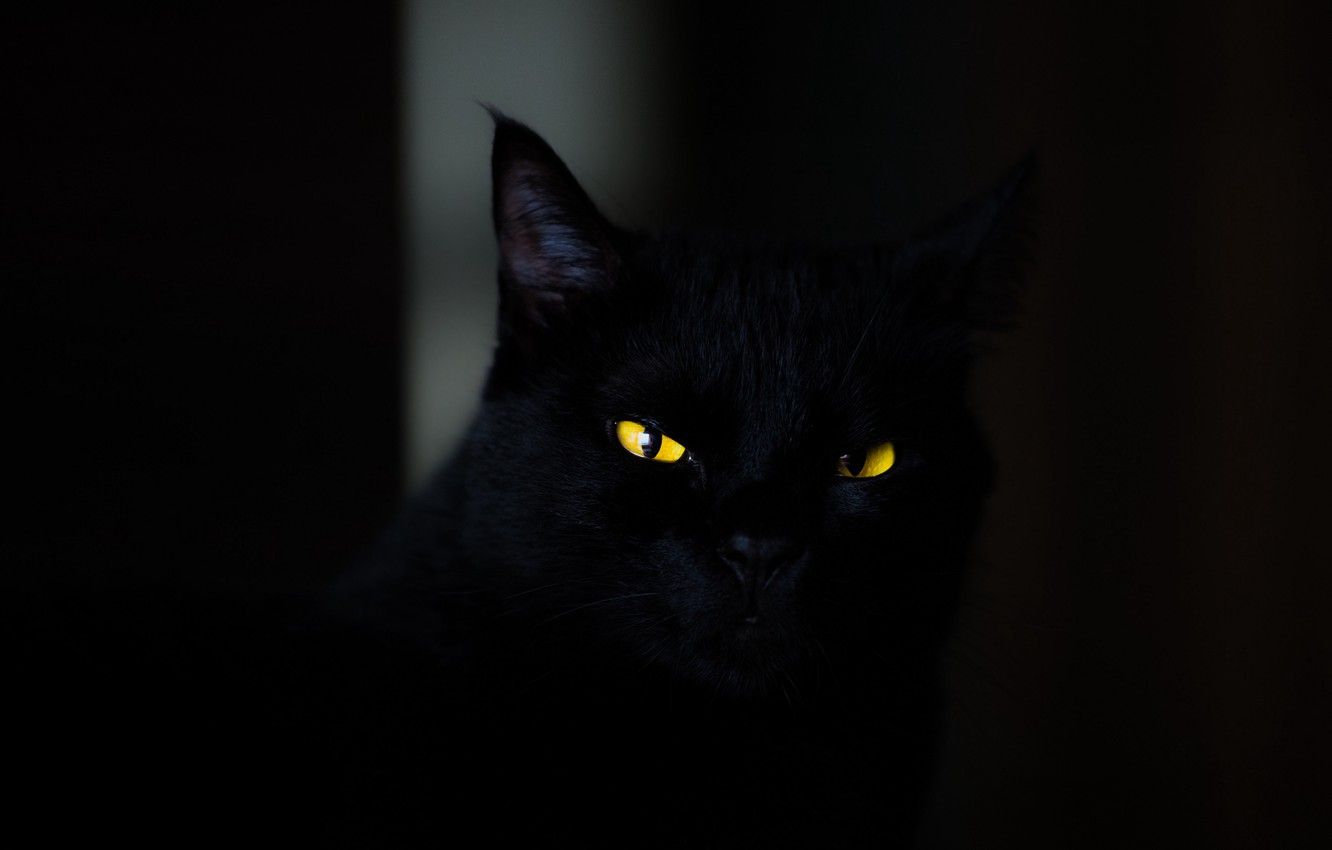 Dark Kitty Wallpapers - 4k, HD Dark Kitty Backgrounds on WallpaperBat