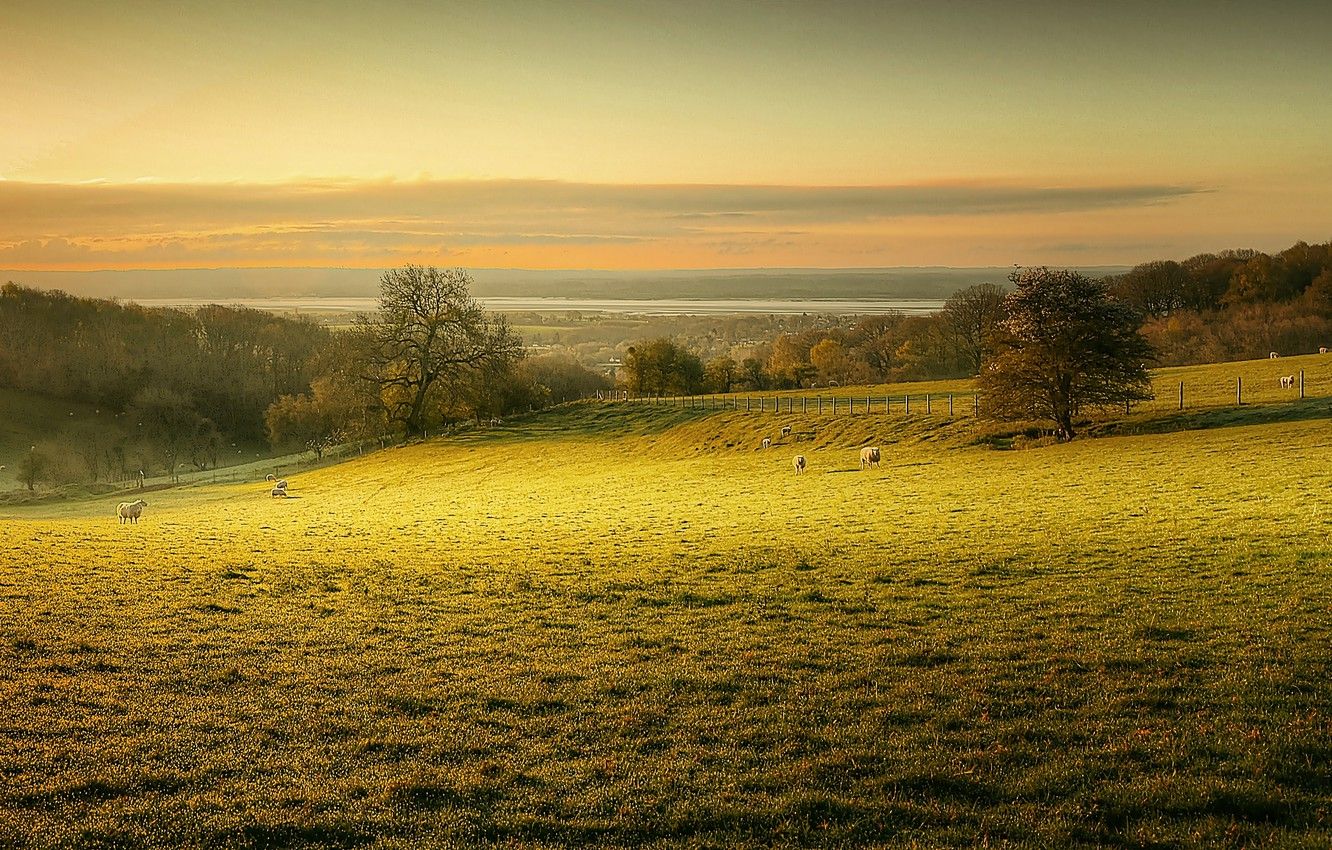 Pasture Computer Background Pasture Wallpapers - 4k, HD Backgrounds on WallpaperBat