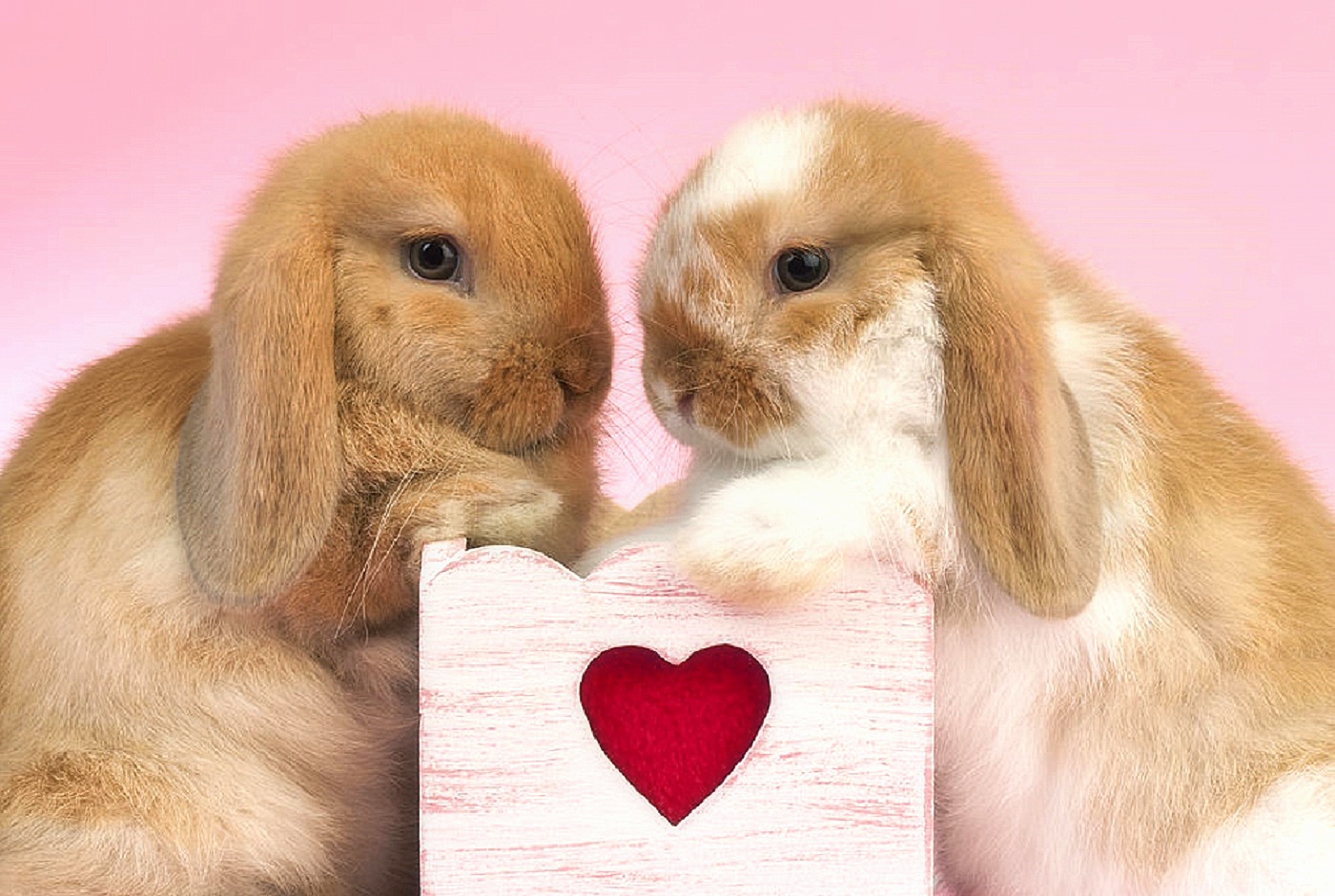 Зайка целует. Бунни рэббит. Влюбленные кролики. Милые зайчики. Кролик с сердечком.