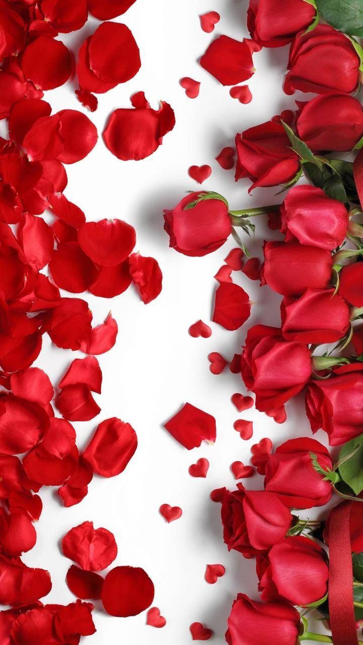 Valentine Roses Wallpapers - 4k, HD Valentine Roses Backgrounds on ...