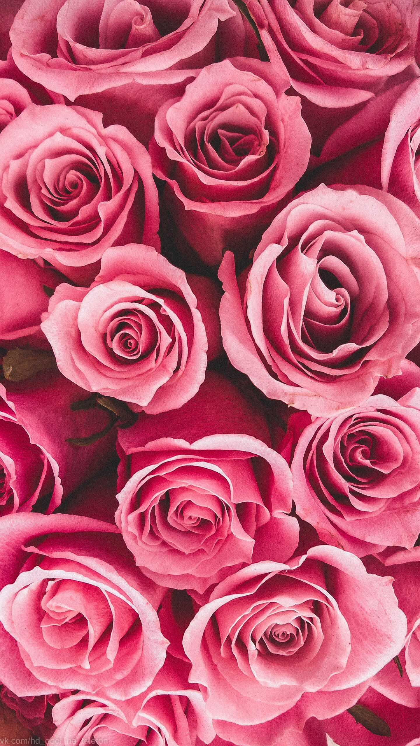 Valentine Roses Wallpapers - 4k, HD Valentine Roses Backgrounds on ...