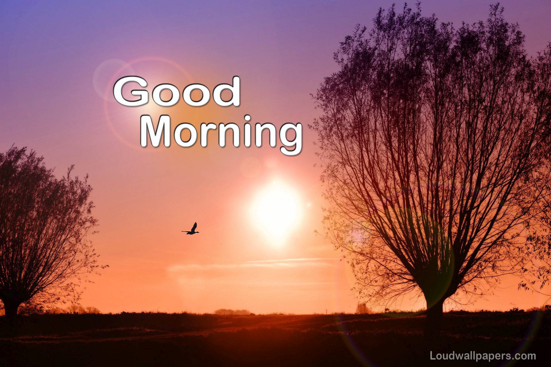 1920x1281 Good Morning Birds Wishes Wallpaper and Quotes on WallpaperBat