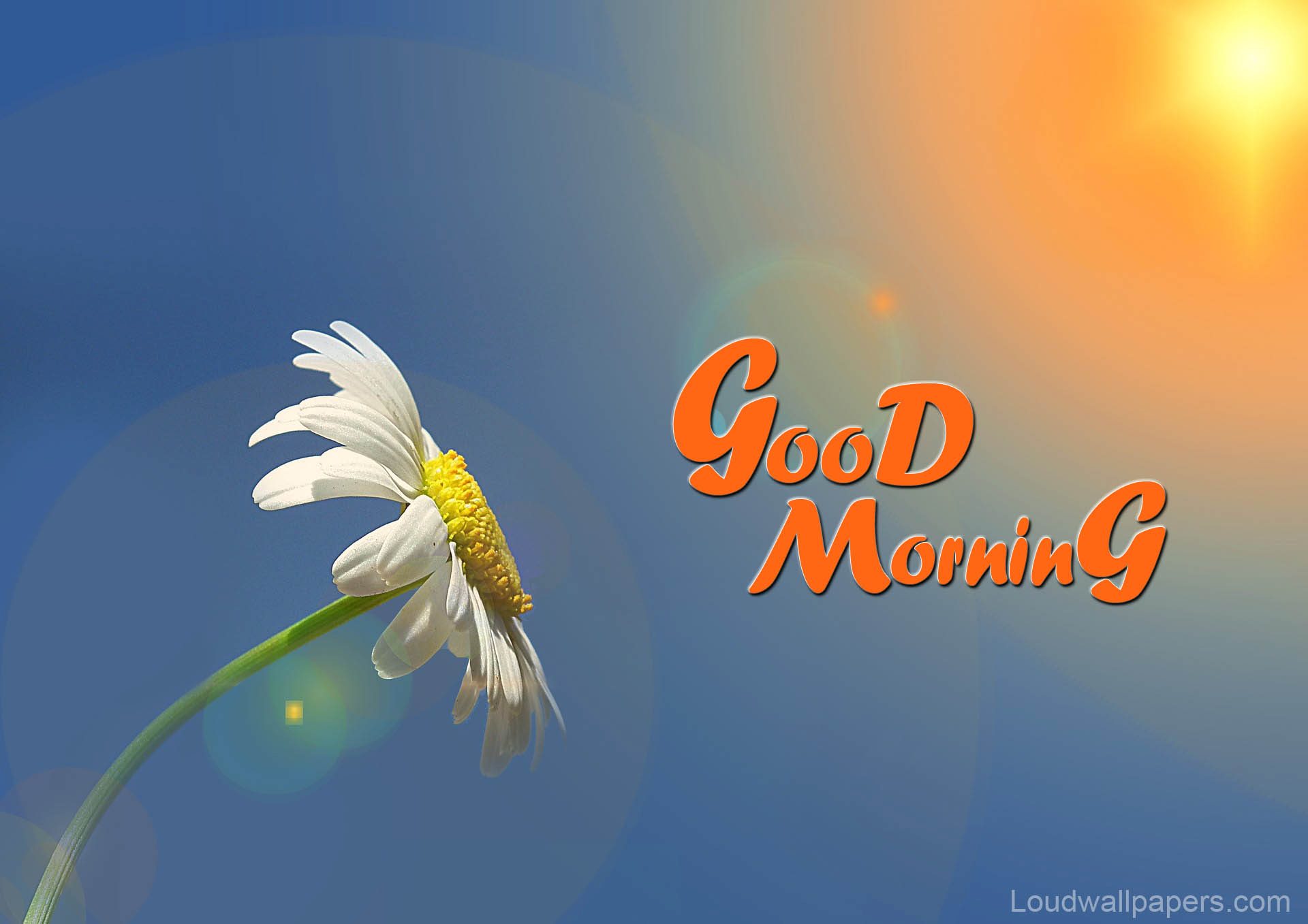 1920x1357 Beautiful Good Morning With Flowers Wishes Wallpaper on WallpaperBat