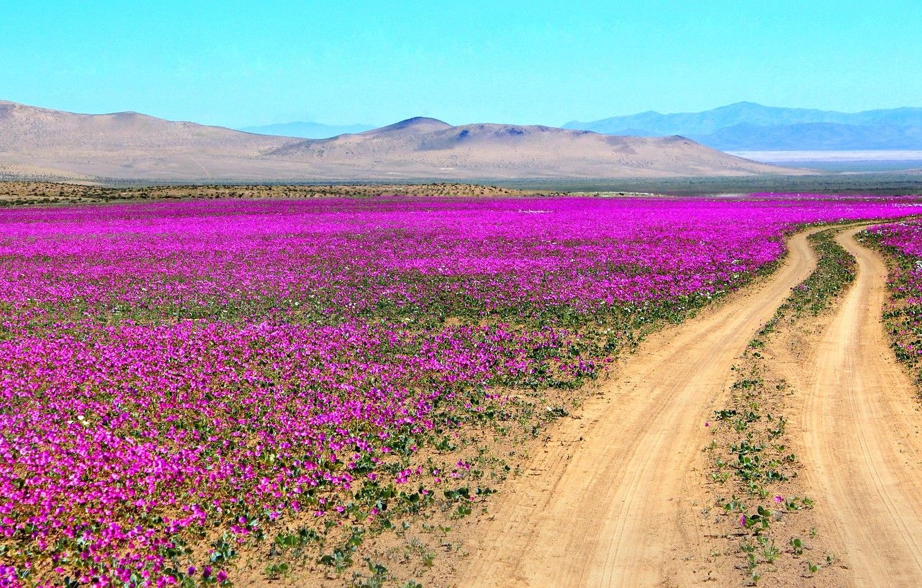 Desert Flowers Wallpapers - 4k, HD Desert Flowers Backgrounds on