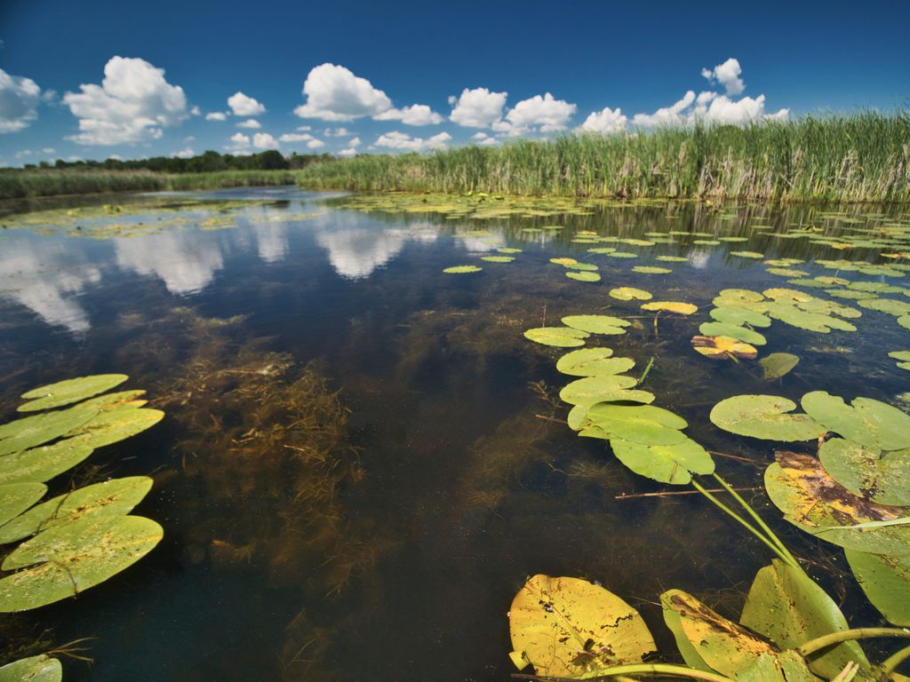 Nature conservancy. Wetland environments. Problems of Wetlands and Rivers.