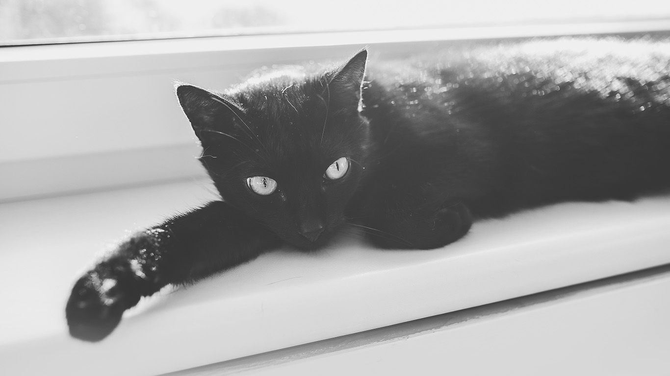 Черное не всегда белое. Черный кот выглядывает. Черный кот выглядывает из за стены. Черный притягивает тепло.