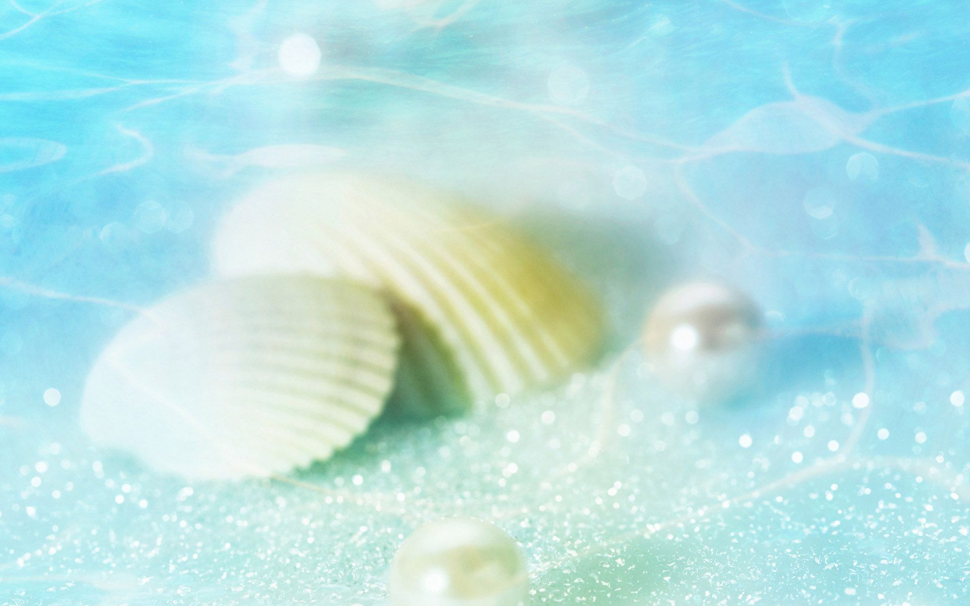 Sea Shell Wallpapers - 4k, HD Sea Shell Backgrounds on WallpaperBat