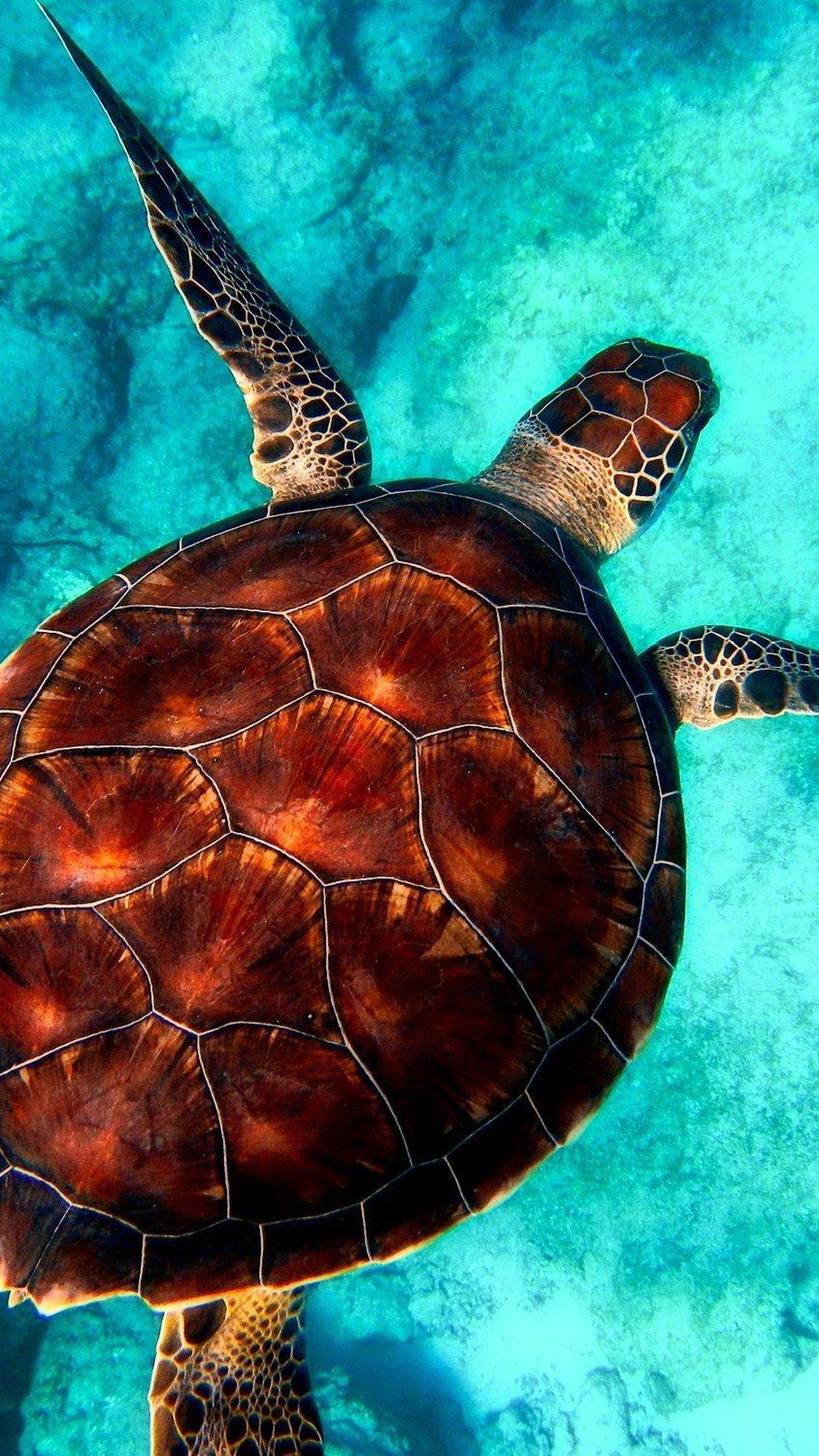 Cute Sea Turtle Wallpapers.