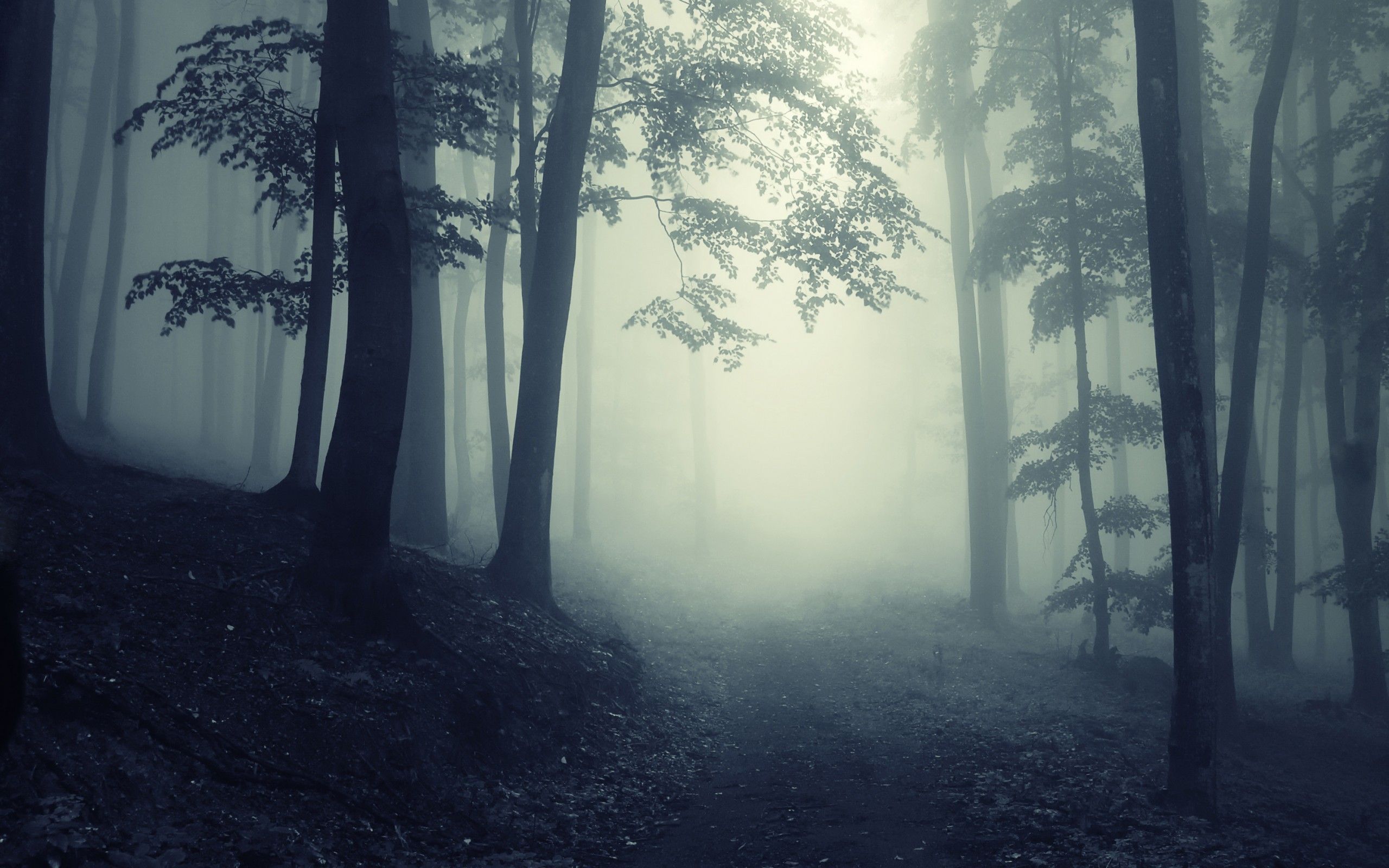 Beautiful Dark Forest Wallpapers - 4k, HD Beautiful Dark Forest ...