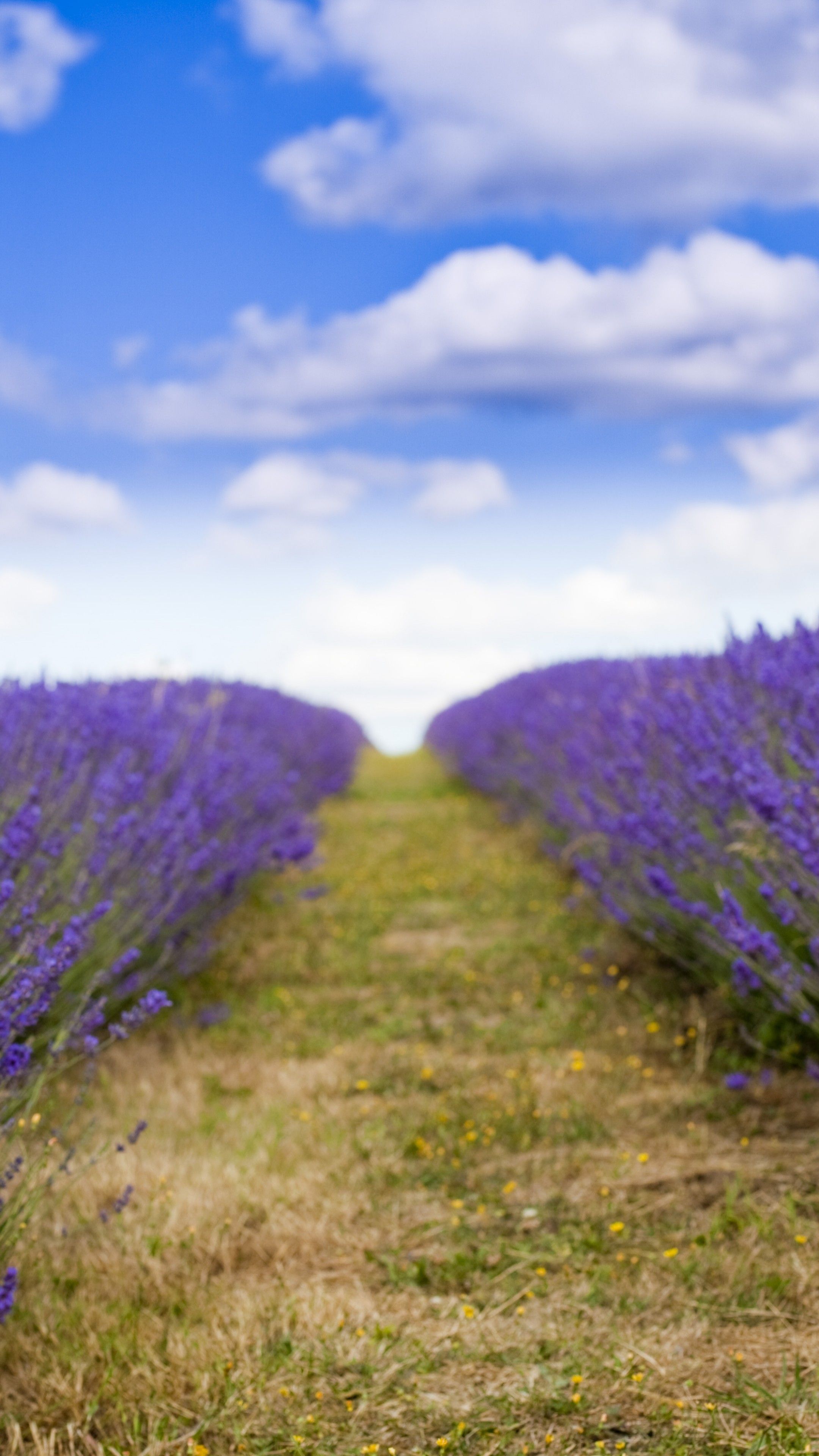 Lavender Clouds Wallpapers K Hd Lavender Clouds Backgrounds On Wallpaperbat