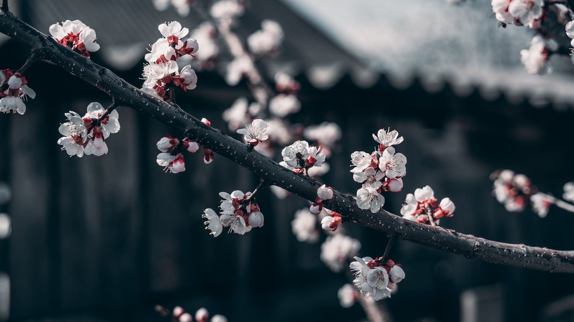 black-sakura-wallpapers-4k-hd-backgrounds-on-wallpaperbat