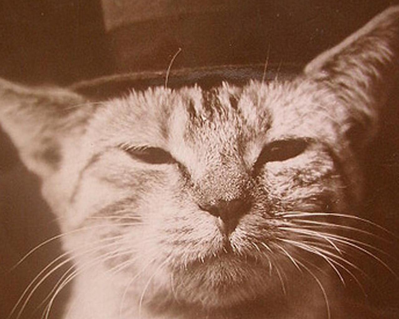 Vintage Cats Wallpapers - 4k, HD Vintage Cats Backgrounds on WallpaperBat