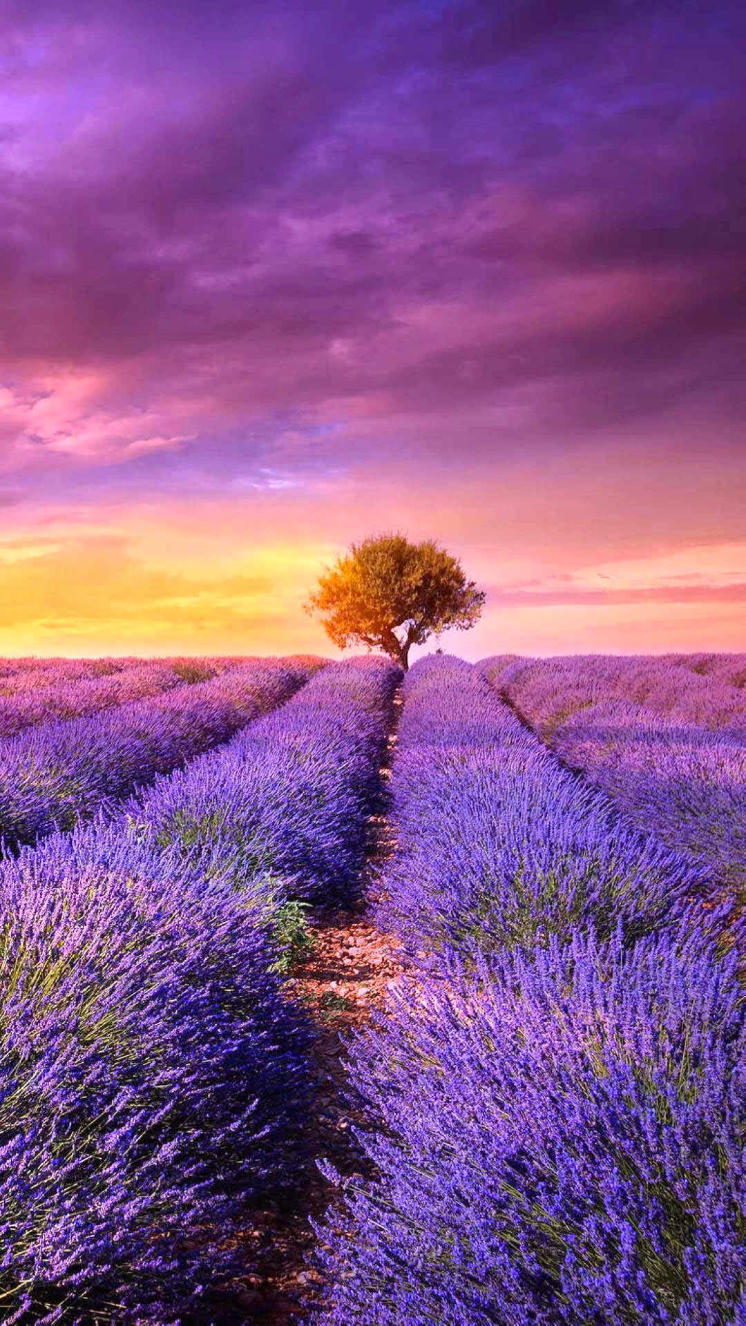 Fields of Lavender iPhone Wallpapers - 4k, HD Fields of Lavender iPhone