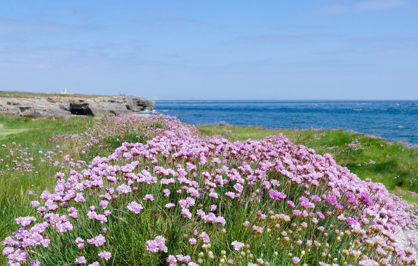 Ocean Flowers Wallpapers - 4k, HD Ocean Flowers Backgrounds on WallpaperBat