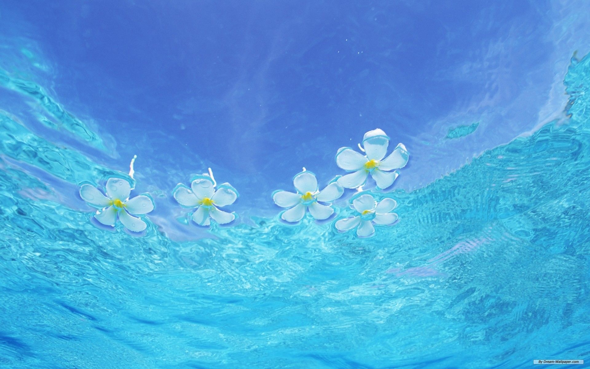 Ocean Flowers Wallpapers - 4k, HD Ocean Flowers Backgrounds on WallpaperBat