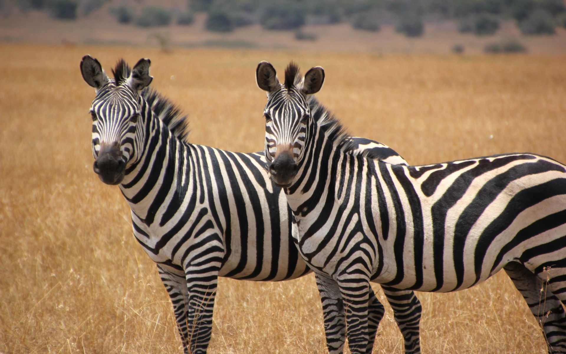 1920x1200 Two Cute Zebras Animal Wallpaper Hd : Wallpapers13.com Wallpaper