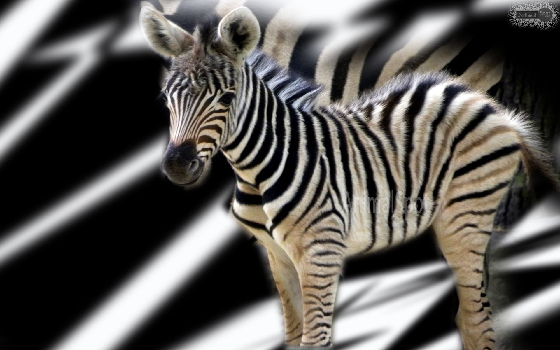 1920x1200 Zebra Wallpapers - Animal Spot Wallpaper