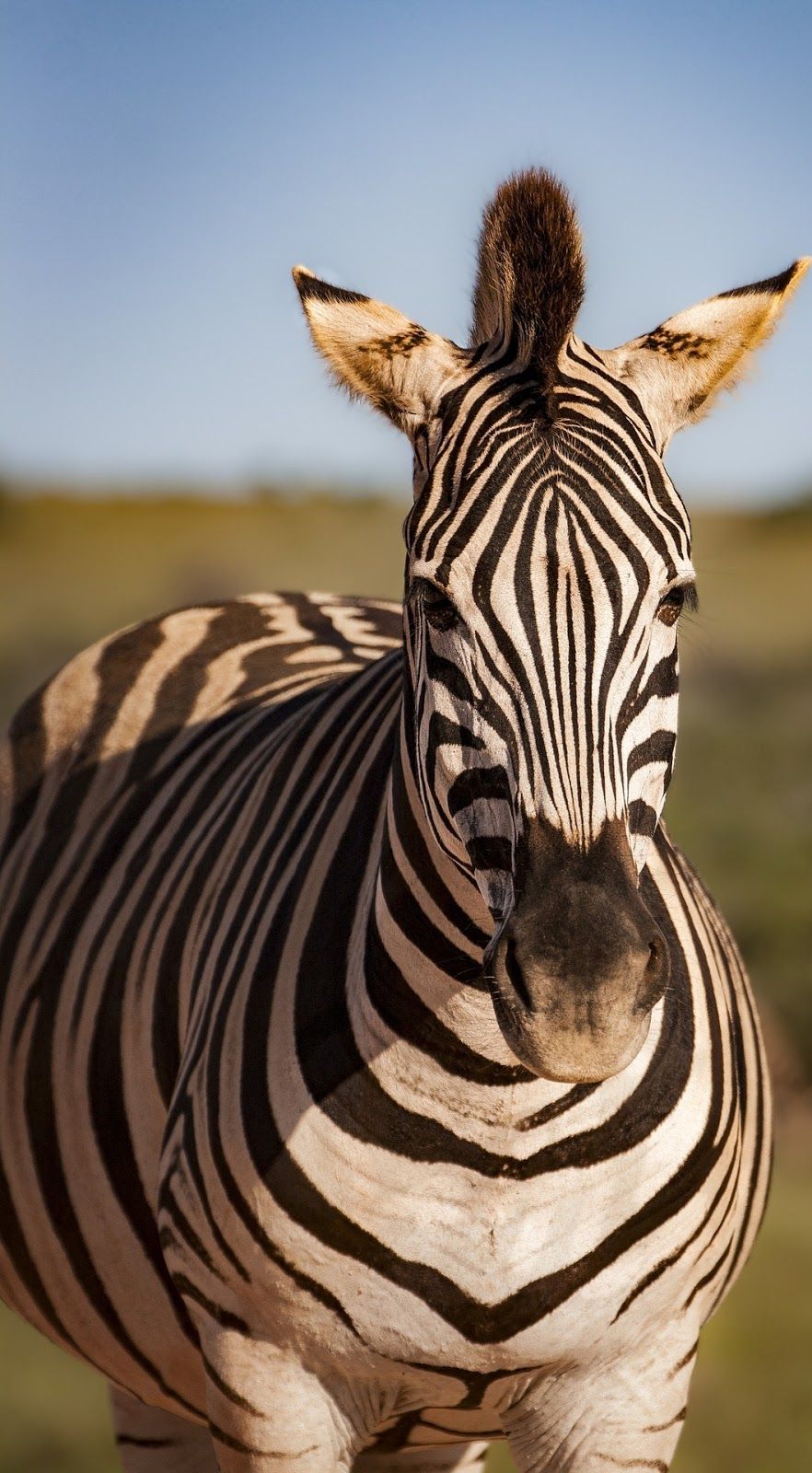 882x1600 About Wild Animals: Portrait of a zebra | Animals wild, Wild animal  wallpaper, Animal photography wildlife Wallpaper