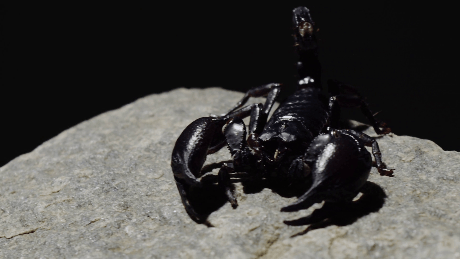 Animal Scorpion Wallpapers - 4k, HD Animal Scorpion Backgrounds on