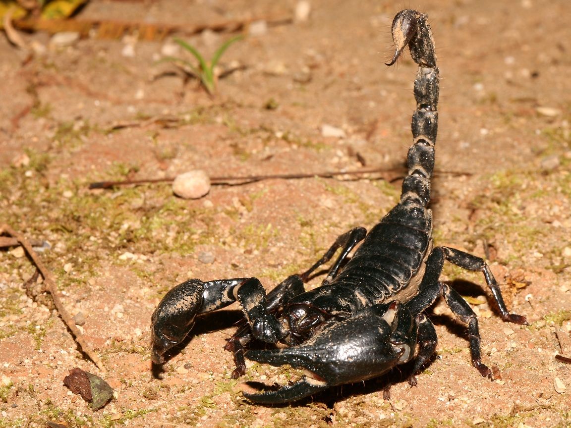 Animal Scorpion Wallpapers - 4k, HD Animal Scorpion Backgrounds on ...