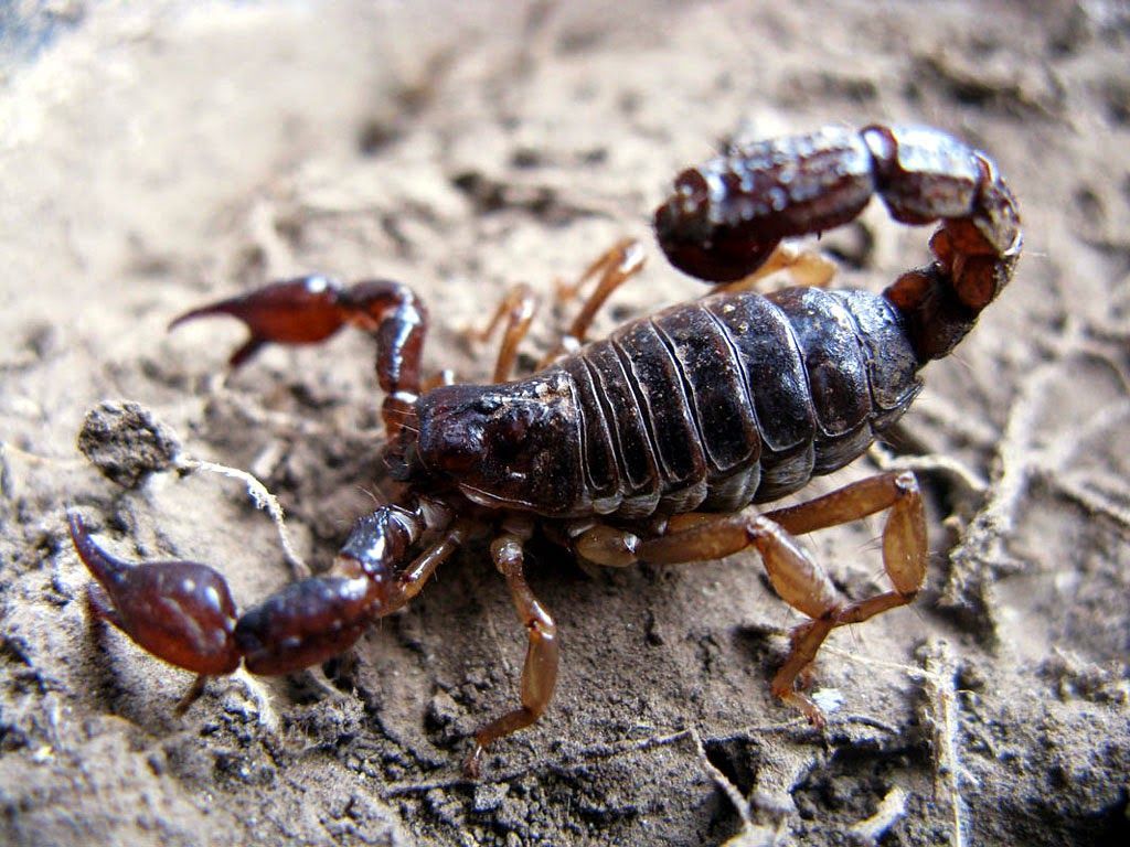 Animal Scorpion Wallpapers - 4k, HD Animal Scorpion Backgrounds on ...